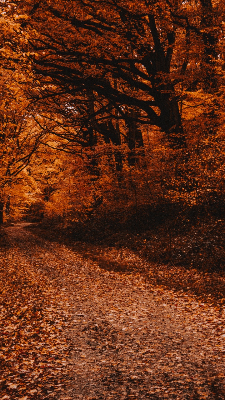 Autumn, Tree, Nature, Leaf, Natural Landscape. Wallpaper in 720x1280 Resolution