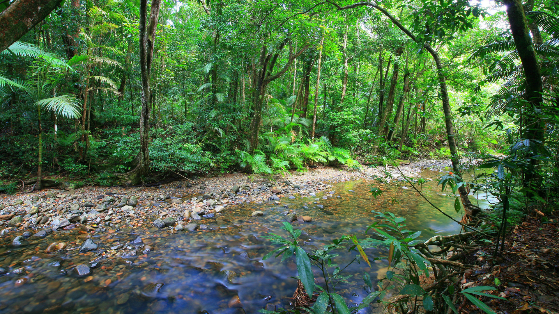 Green Trees and Plants During Daytime. Wallpaper in 1920x1080 Resolution