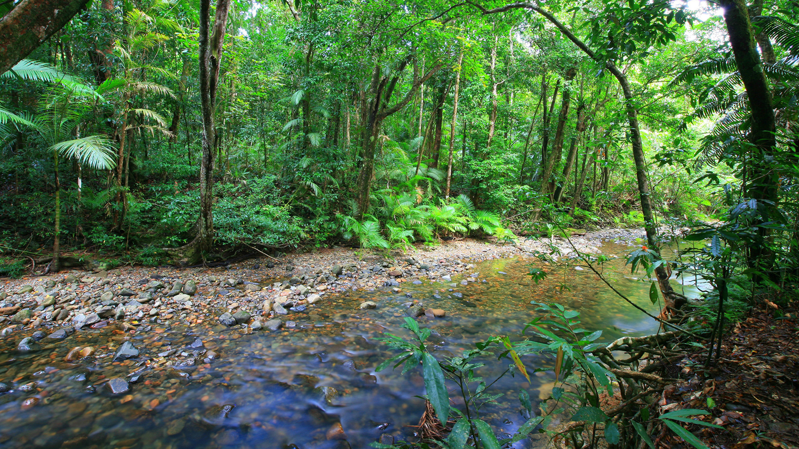 Green Trees and Plants During Daytime. Wallpaper in 2560x1440 Resolution