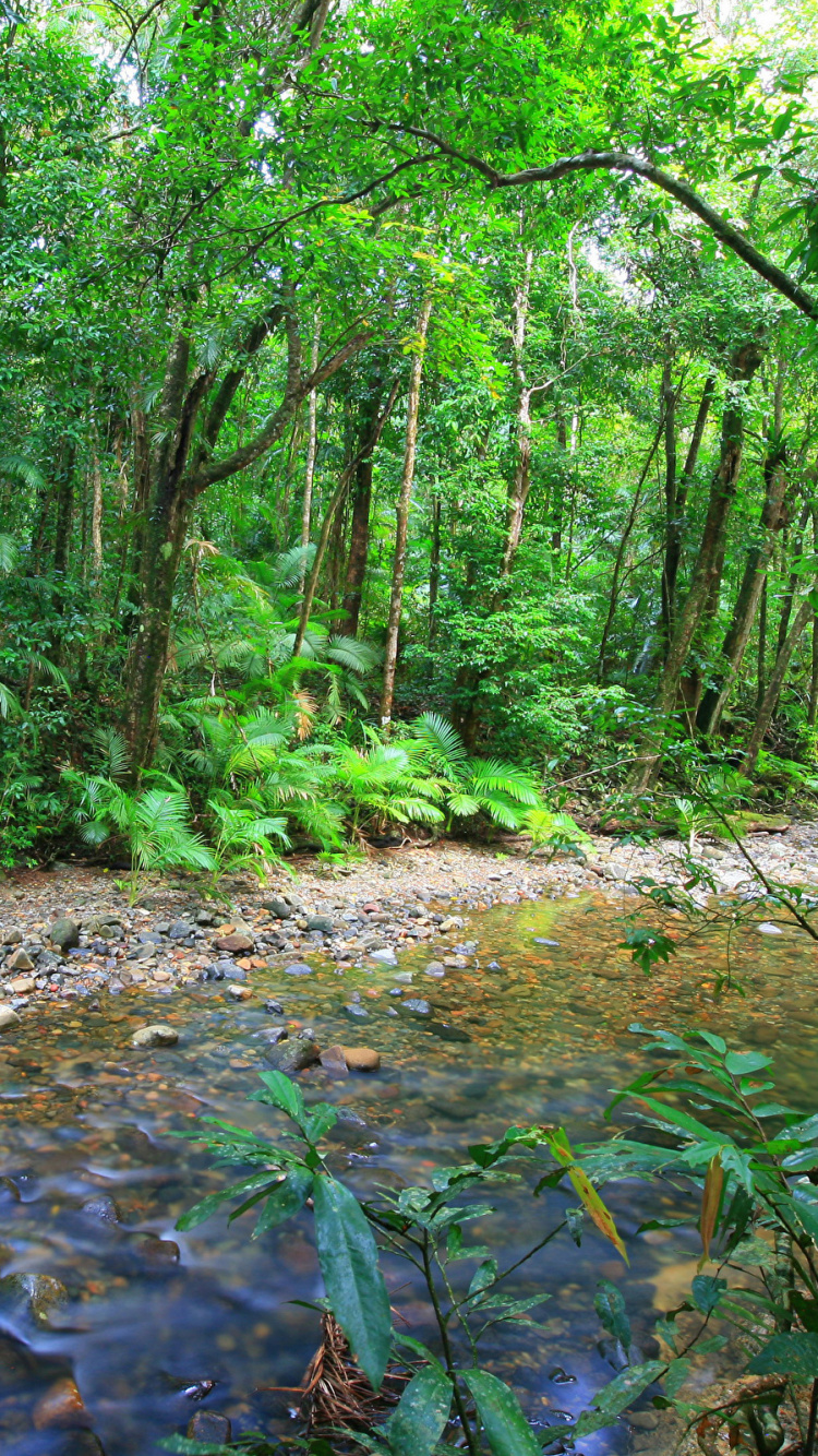 Green Trees and Plants During Daytime. Wallpaper in 750x1334 Resolution