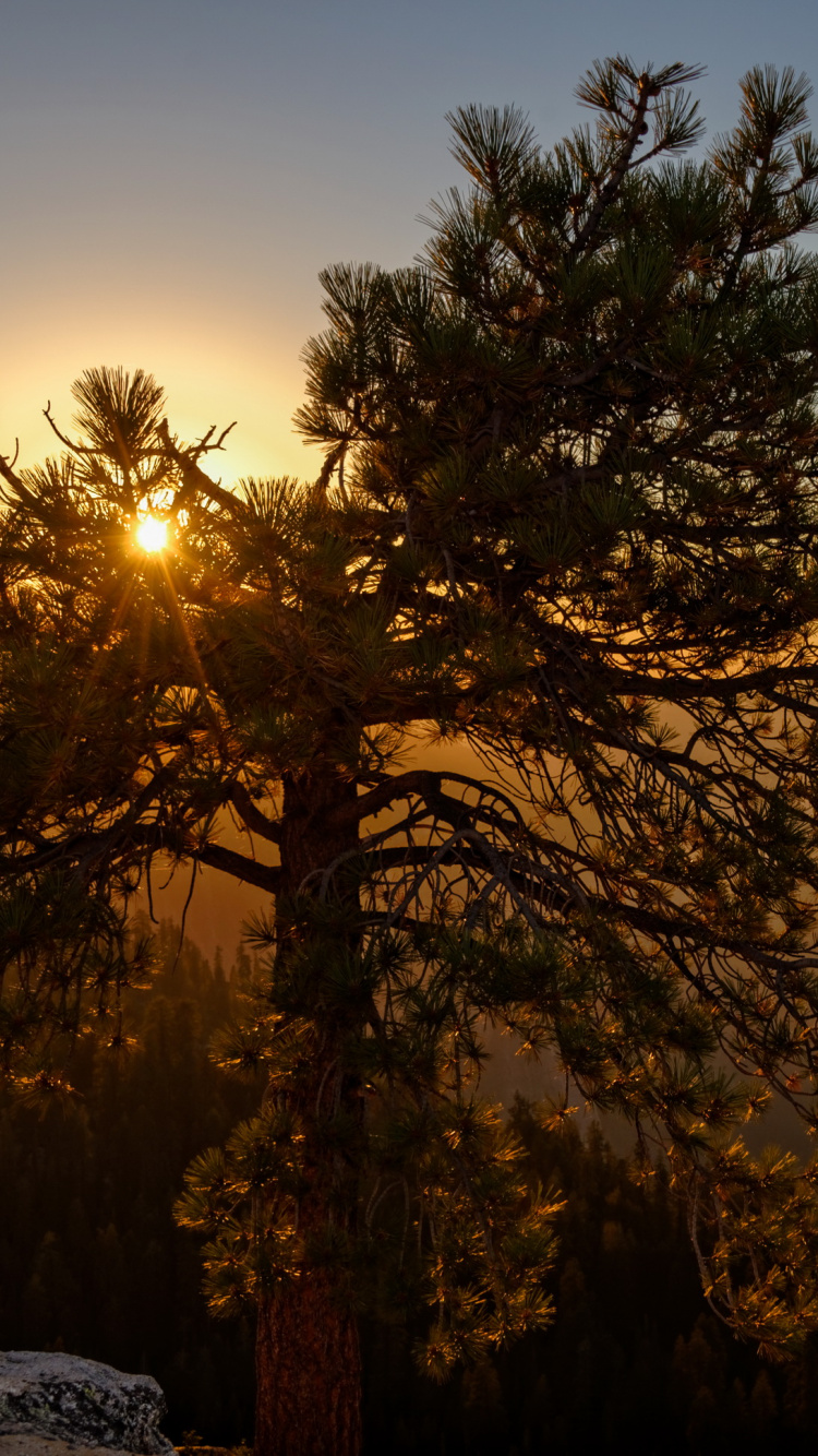 Green Tree Near Mountain During Sunset. Wallpaper in 750x1334 Resolution