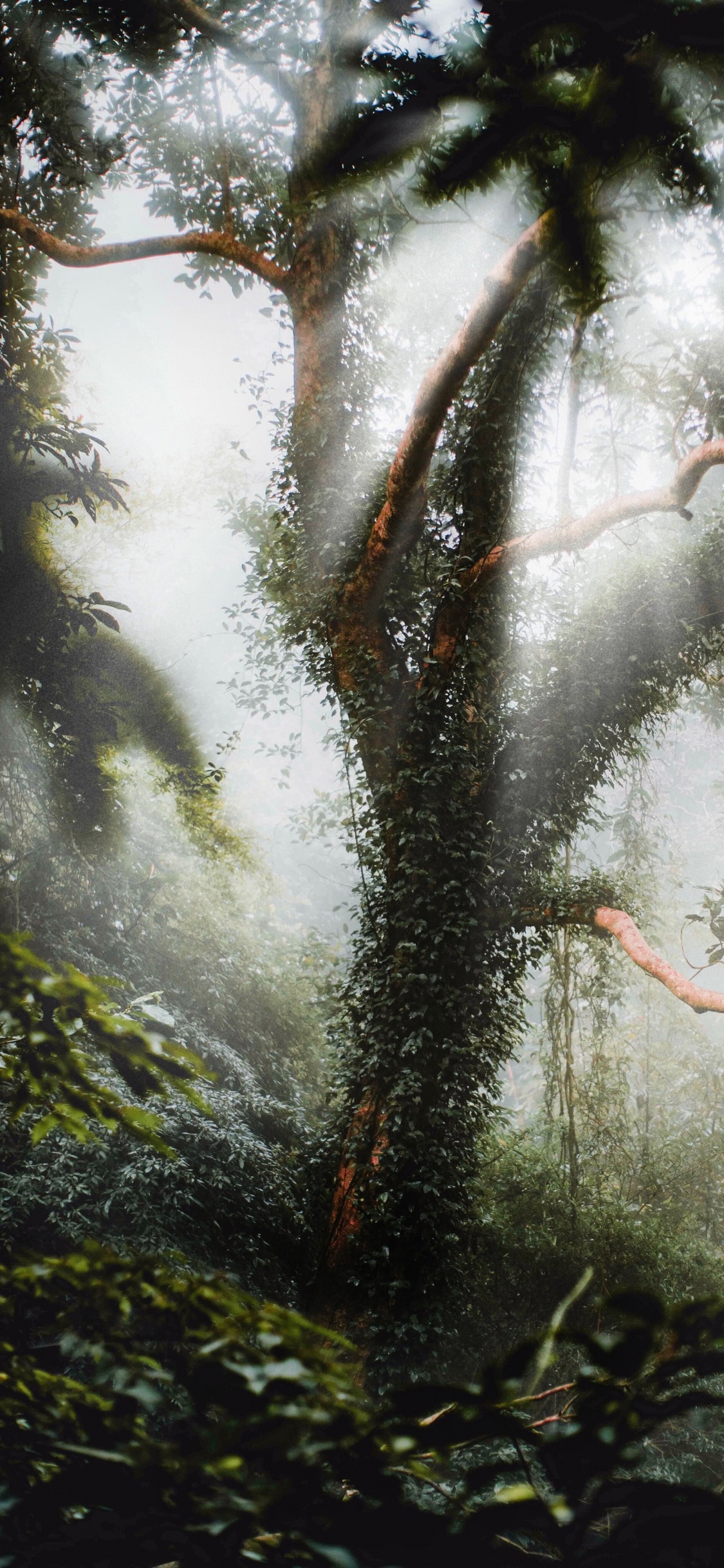 Entorno Natural, Naturaleza, Planta, Paisaje Natural, Selva. Wallpaper in 1125x2436 Resolution