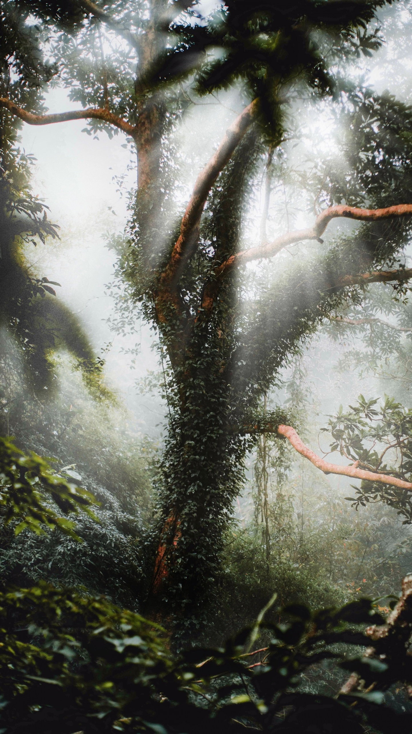 Environnement Naturel, Nature, Plante, Paysage Naturel, Rainforest. Wallpaper in 1440x2560 Resolution