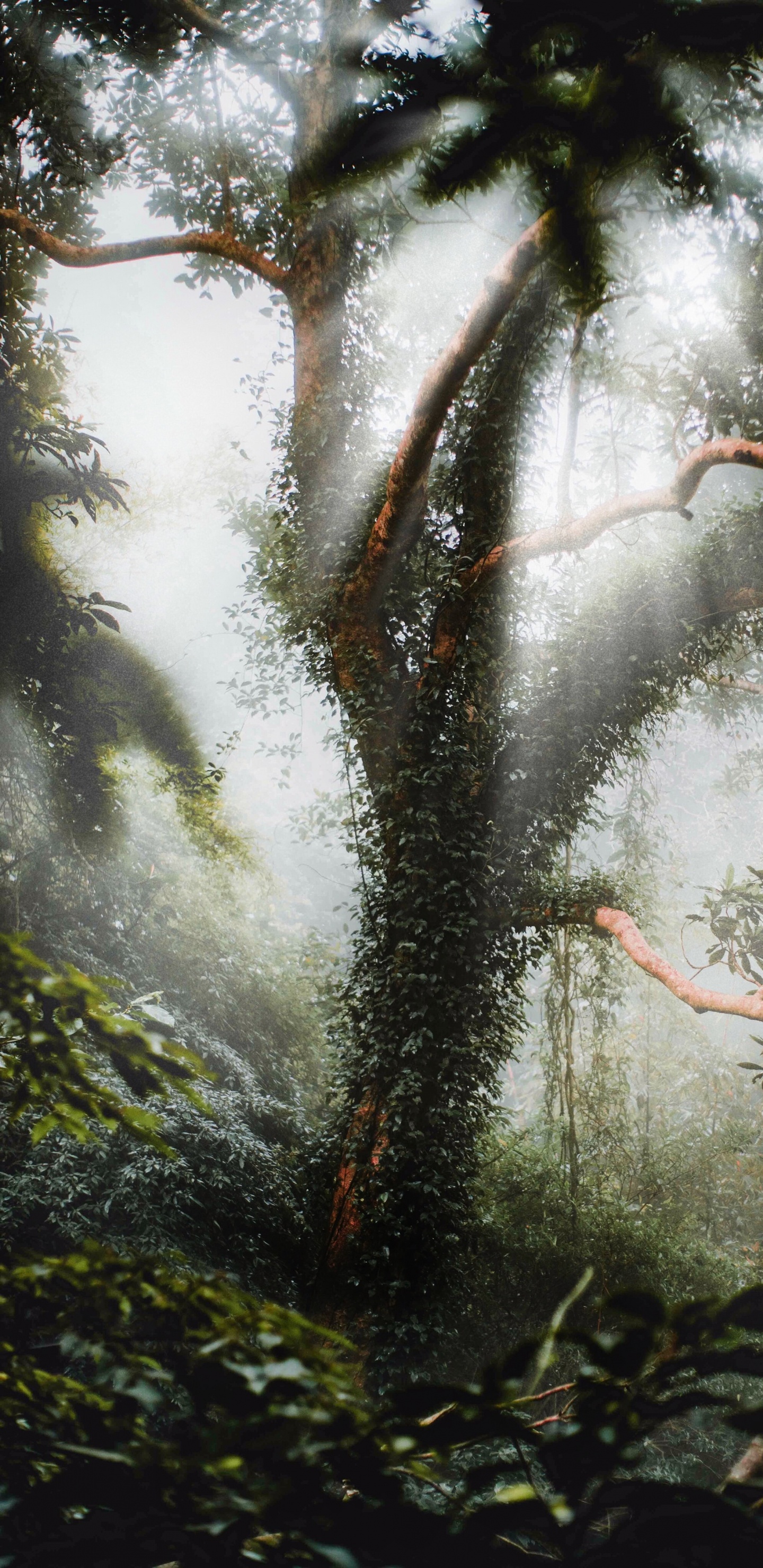 Environnement Naturel, Nature, Plante, Paysage Naturel, Rainforest. Wallpaper in 1440x2960 Resolution