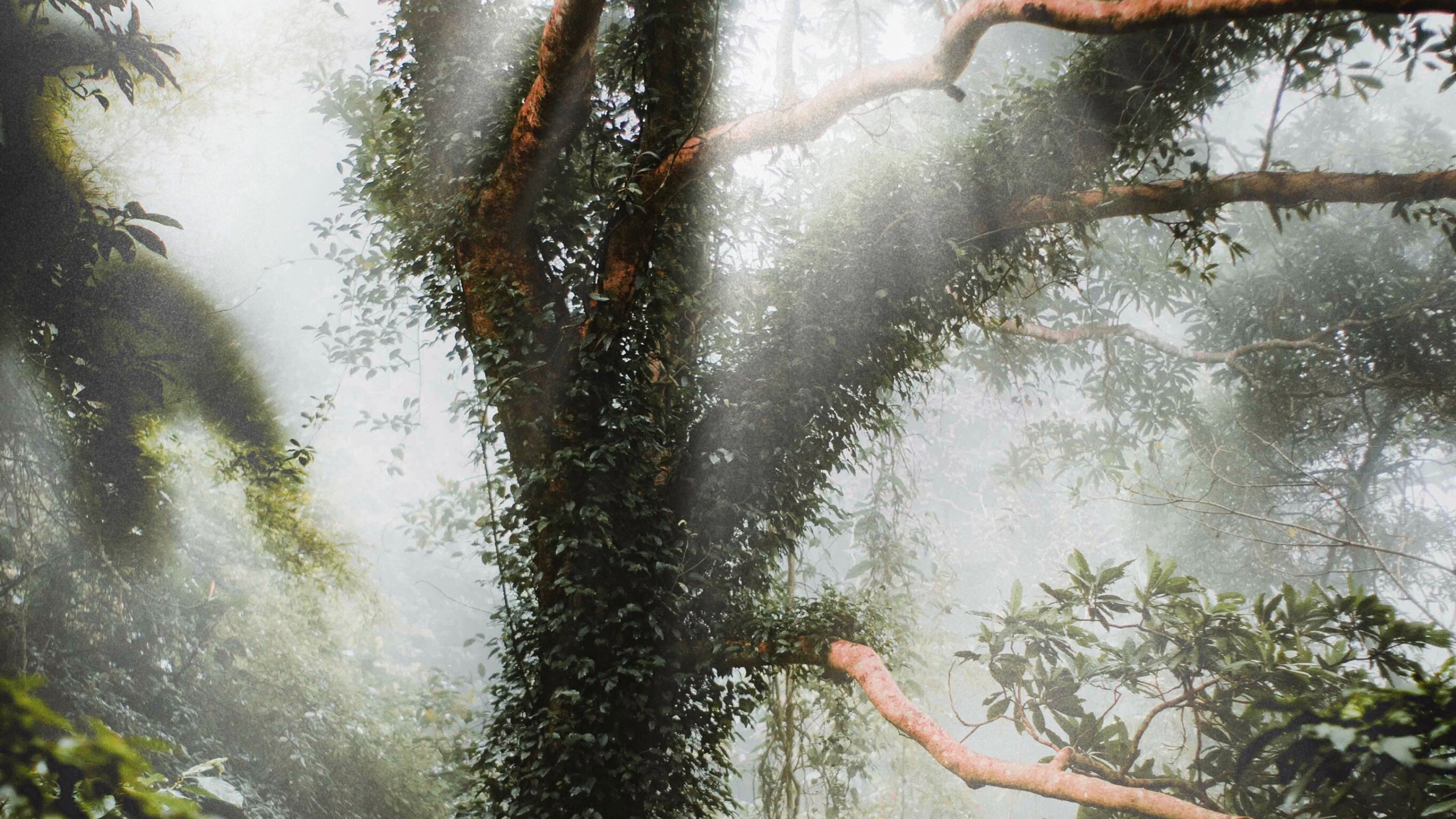 Environnement Naturel, Nature, Plante, Paysage Naturel, Rainforest. Wallpaper in 2560x1440 Resolution