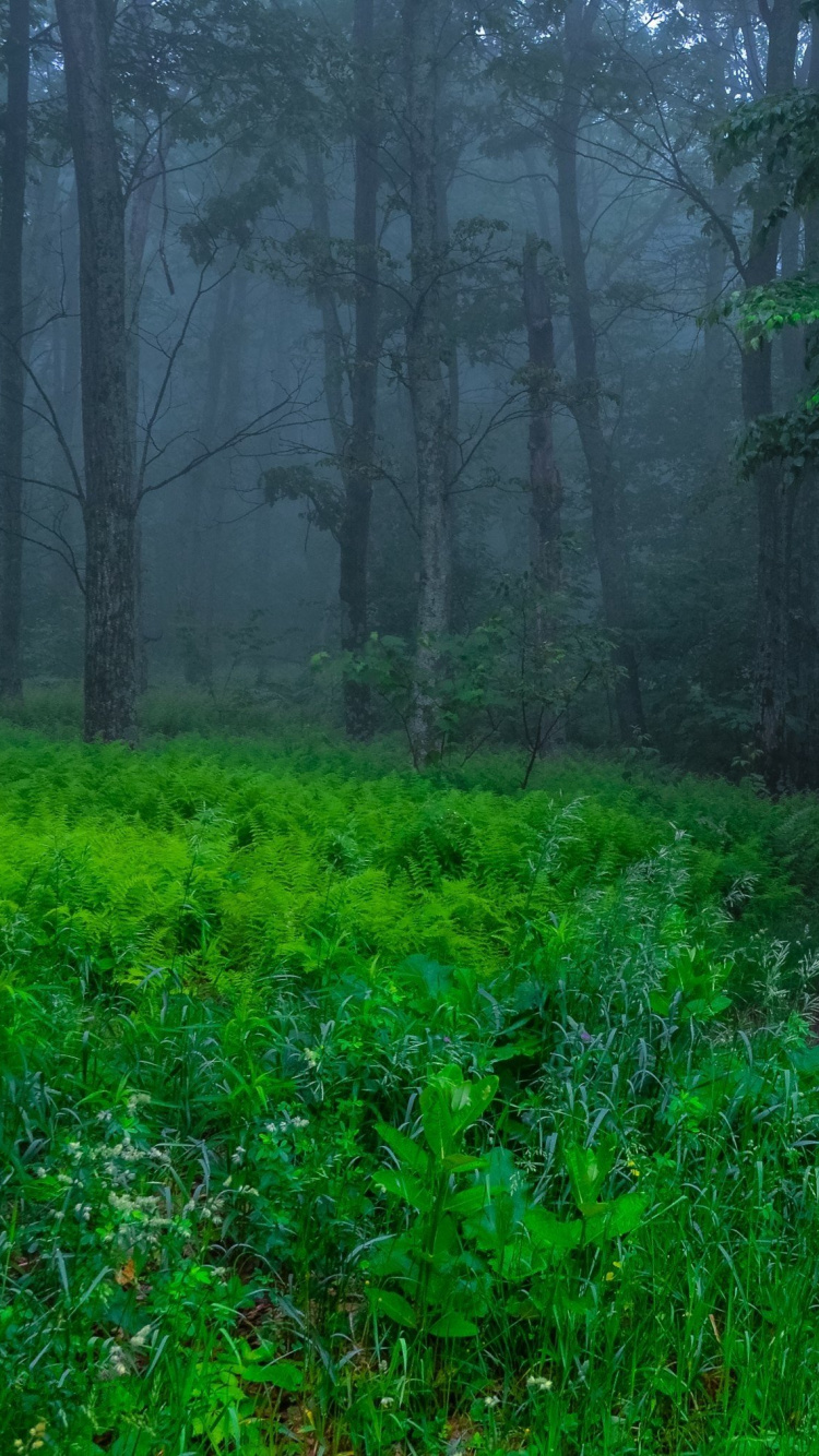Grünes Gras Und Bäume an Nebligen Tag. Wallpaper in 750x1334 Resolution