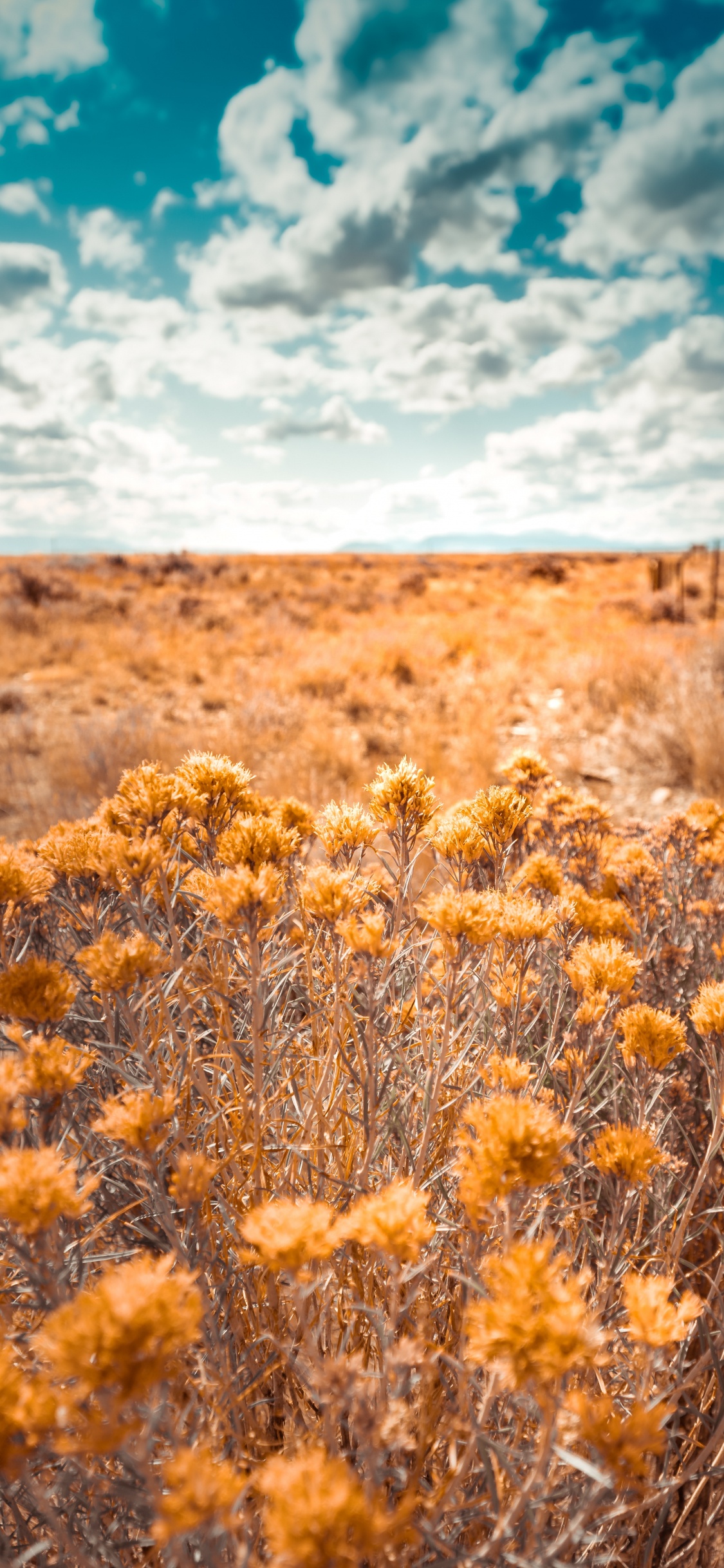 Naturaleza, la Vegetación, Entorno Natural, Amarillo, Paisaje Natural. Wallpaper in 1125x2436 Resolution