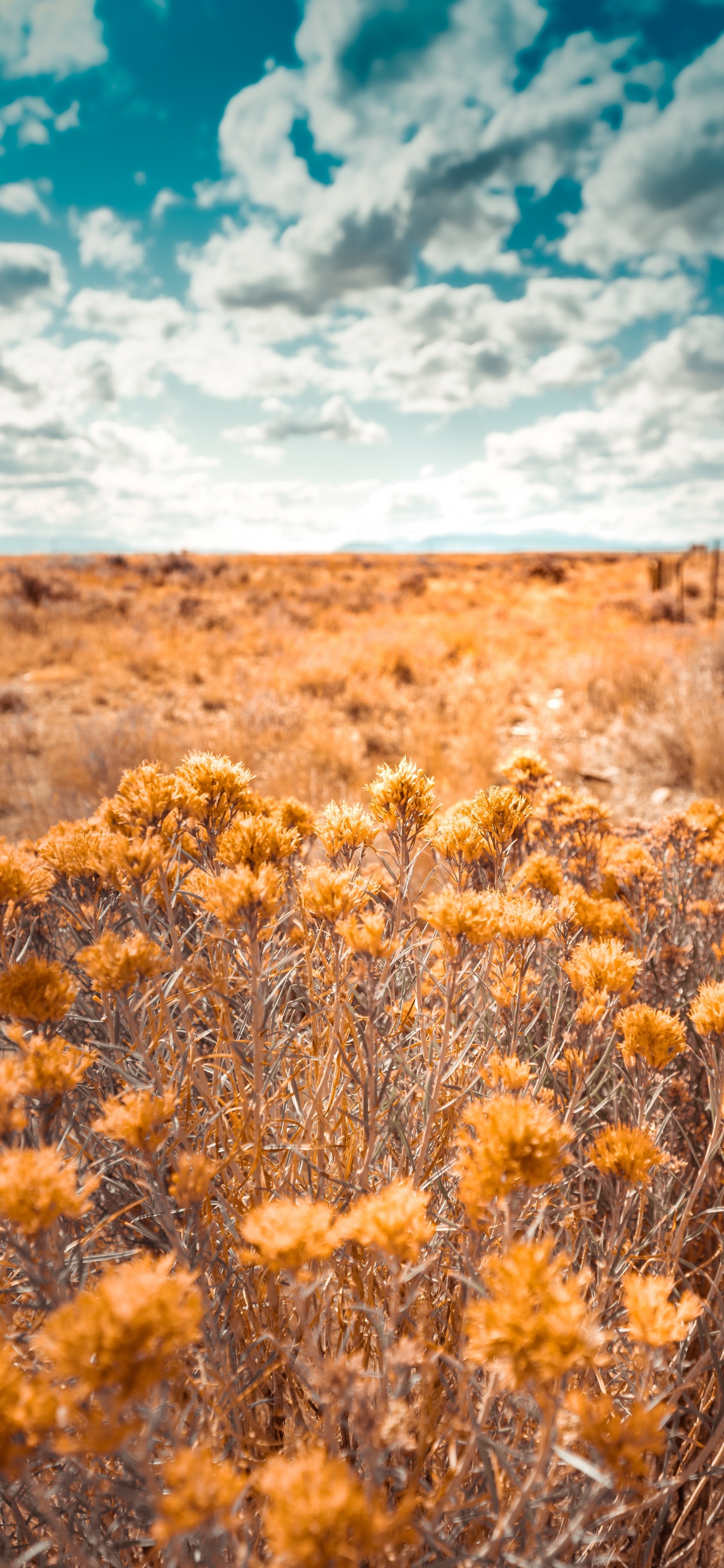 Nature, Vegetation, Natural Environment, Yellow, Natural Landscape. Wallpaper in 1242x2688 Resolution