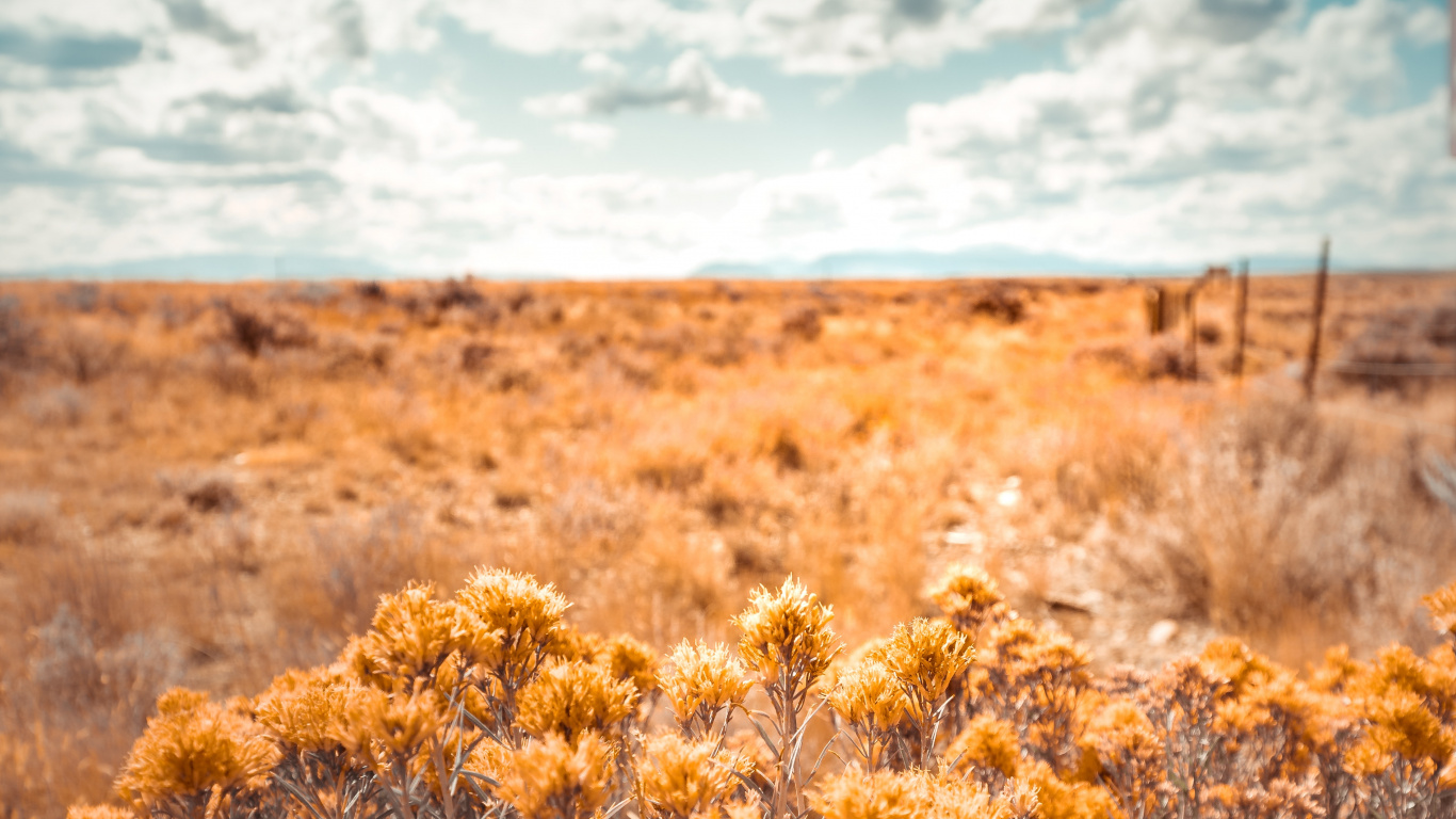 Nature, Vegetation, Natural Environment, Yellow, Natural Landscape. Wallpaper in 1366x768 Resolution