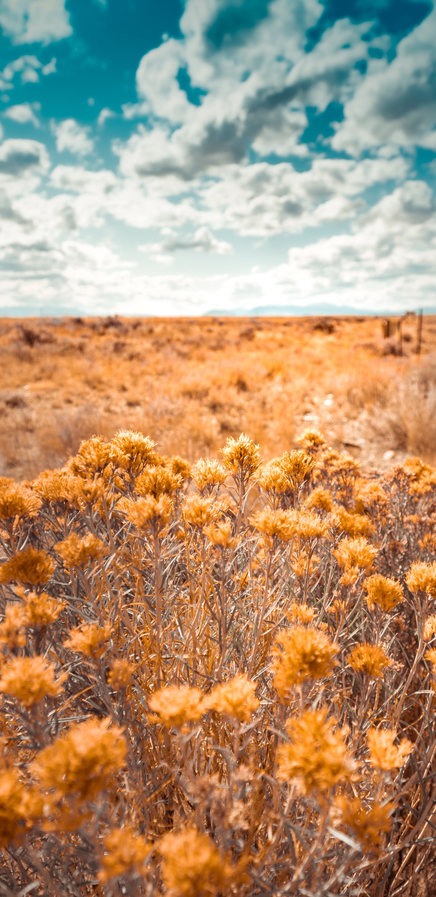Nature, Vegetation, Natural Environment, Yellow, Natural Landscape. Wallpaper in 1440x2960 Resolution