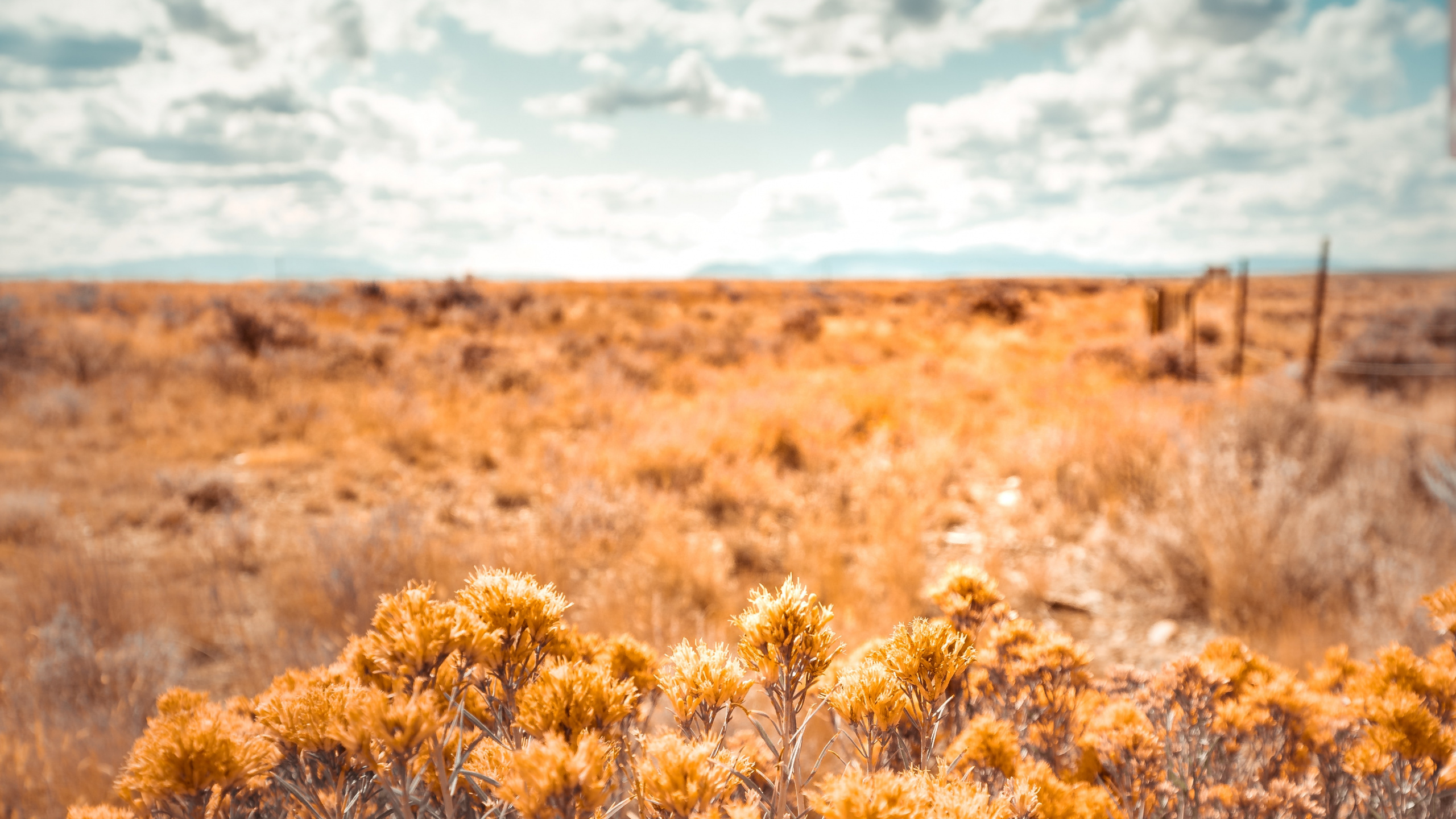 Nature, Vegetation, Natural Environment, Yellow, Natural Landscape. Wallpaper in 2560x1440 Resolution