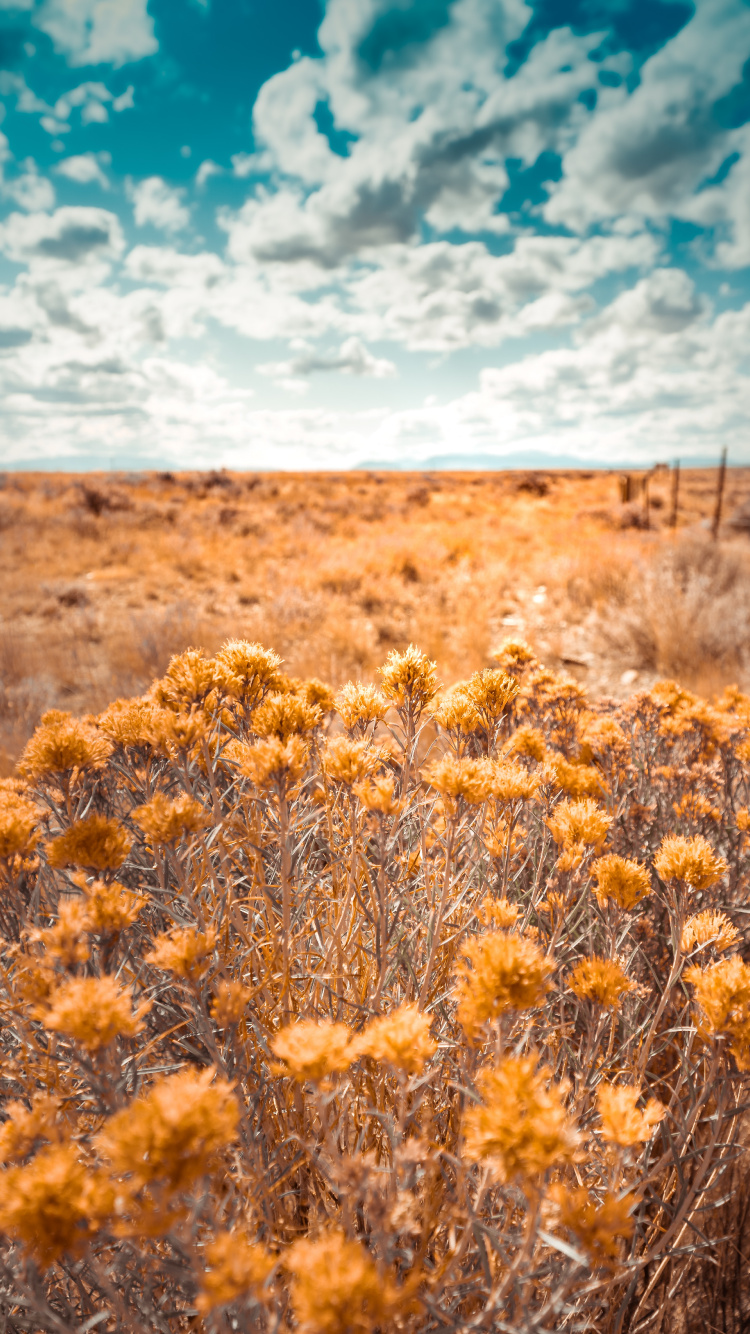 Nature, Vegetation, Natural Environment, Yellow, Natural Landscape. Wallpaper in 750x1334 Resolution