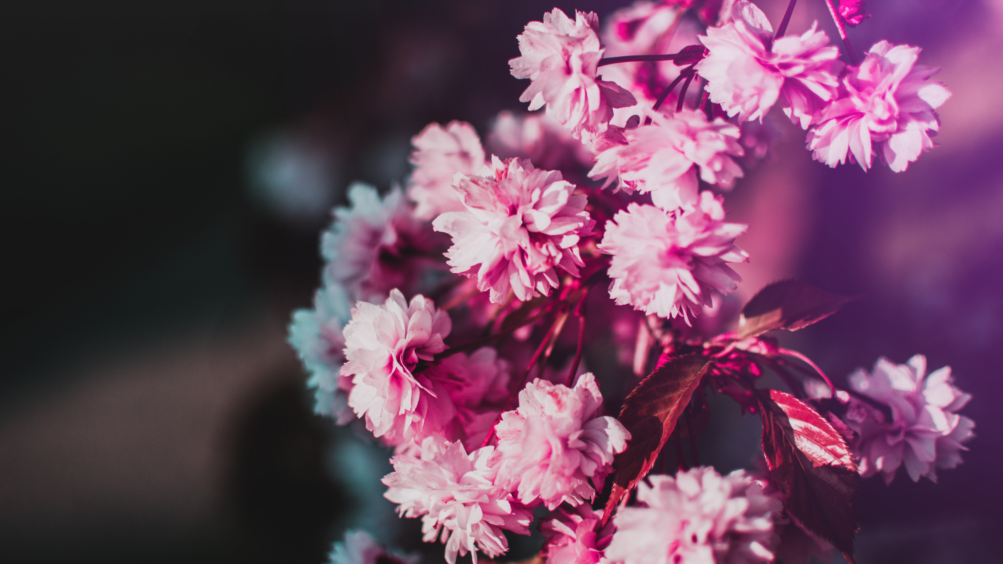 Download 3840x2160 Wallpaper Fleurs Roses et Blanches Dans L'objectif à Basculement Fleurs Roses et Blanches Dans L'objectif à Basculement. Wallpaper in 3840x2160 Resolution