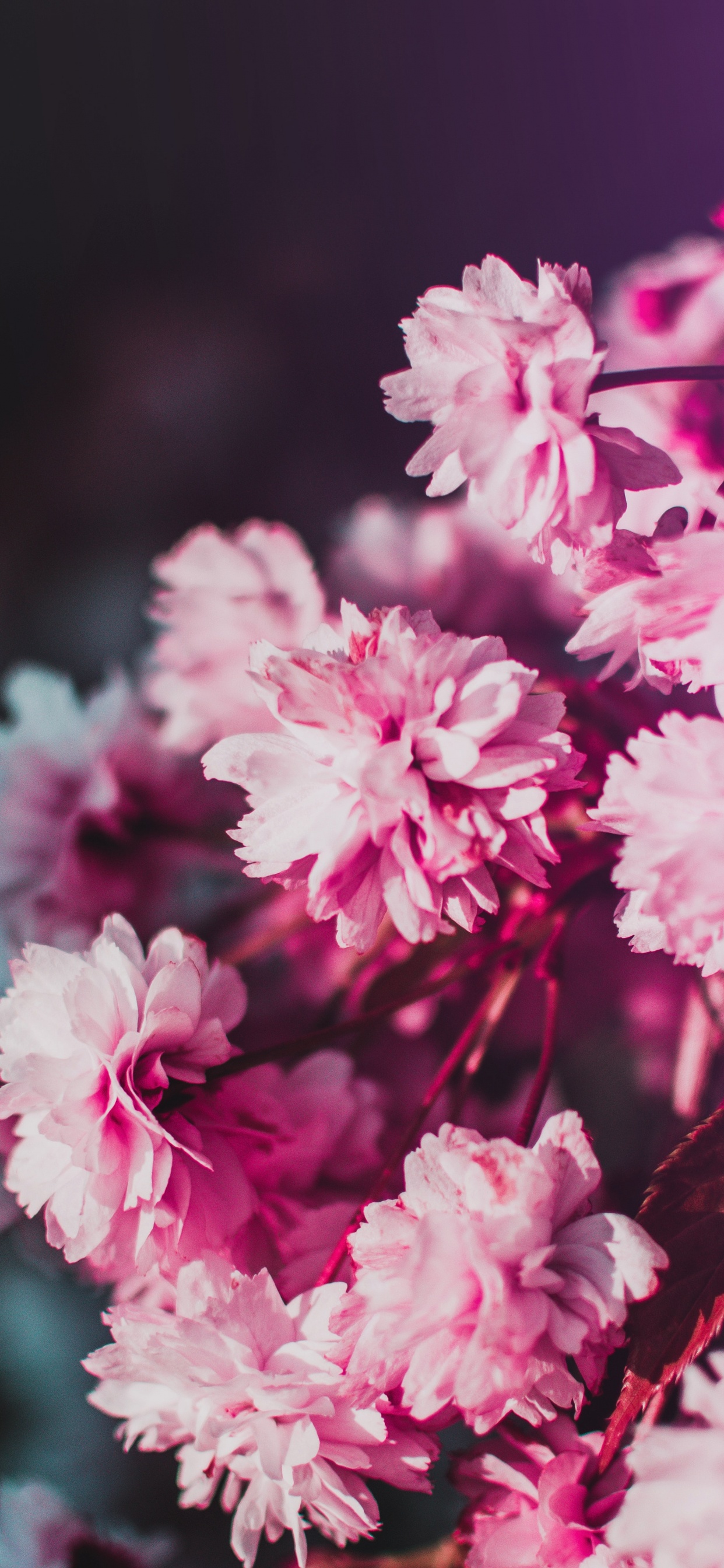 Flores Rosadas y Blancas en Lentes de Cambio de Inclinación. Wallpaper in 1242x2688 Resolution