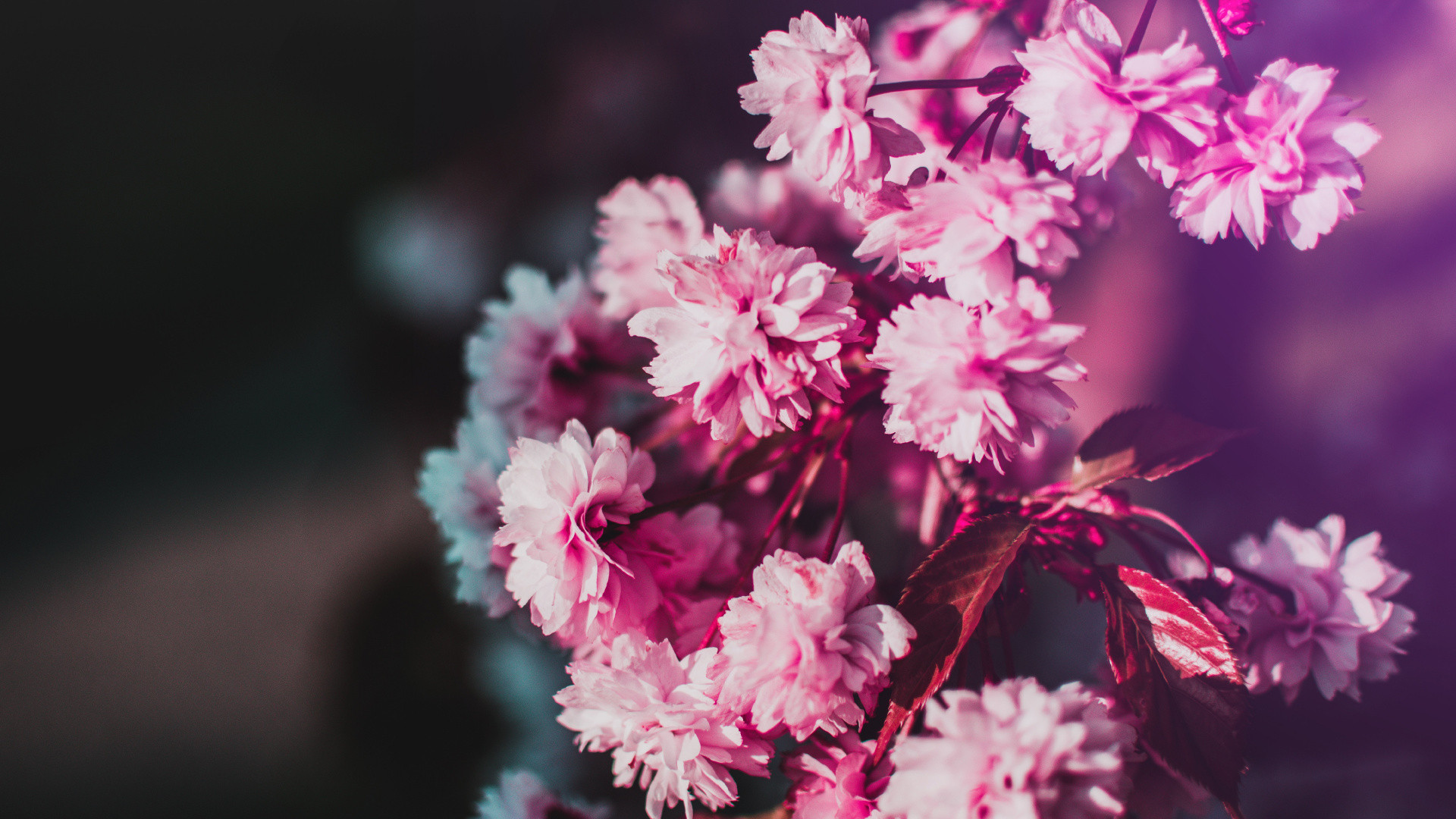 Pink and White Flowers in Tilt Shift Lens. Wallpaper in 1920x1080 Resolution