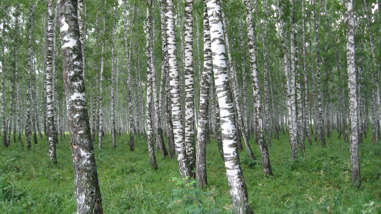 Hierba Verde y Árboles Durante el Día. Wallpaper in 1280x720 Resolution