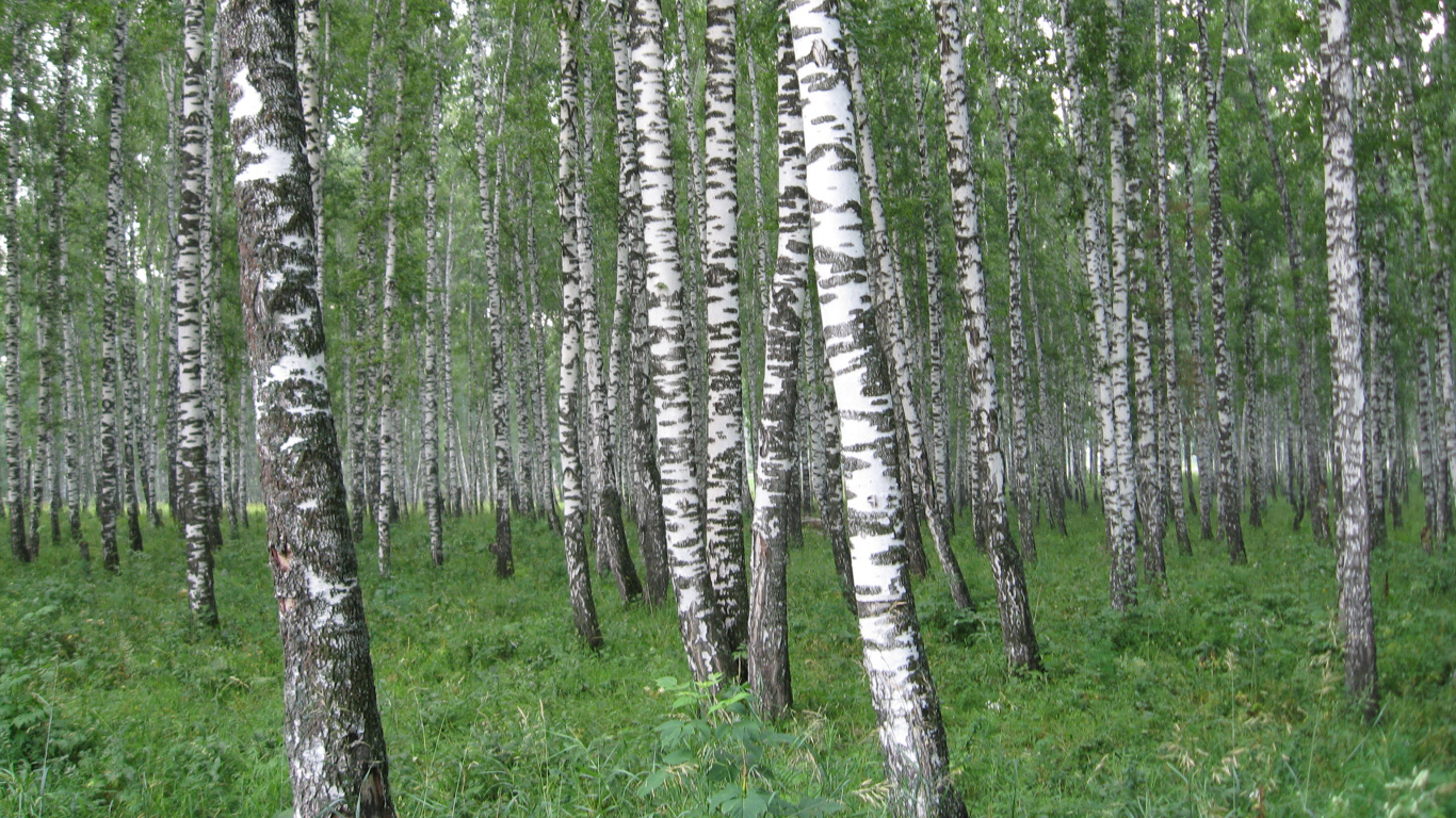 Hierba Verde y Árboles Durante el Día. Wallpaper in 1366x768 Resolution