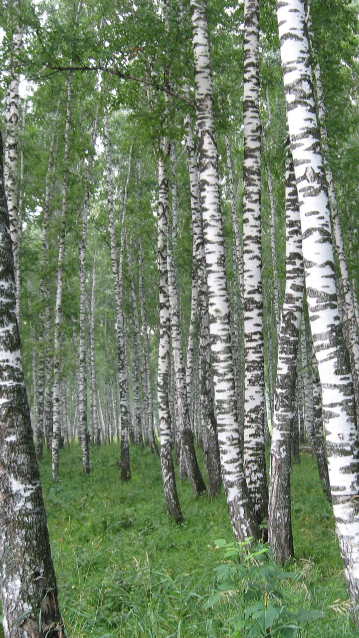 Hierba Verde y Árboles Durante el Día. Wallpaper in 720x1280 Resolution