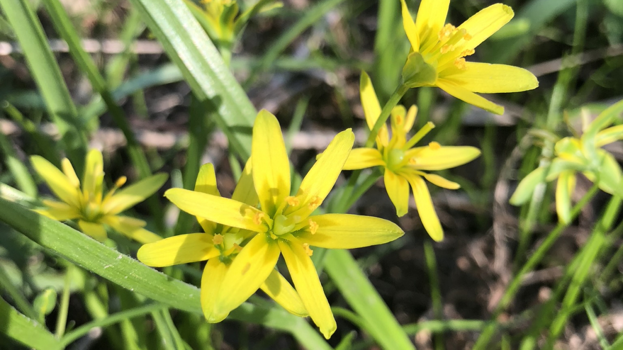 Flora, Flowering Plant, Pyrenees Star of Bethlehem, Yellow, Plant. Wallpaper in 1280x720 Resolution