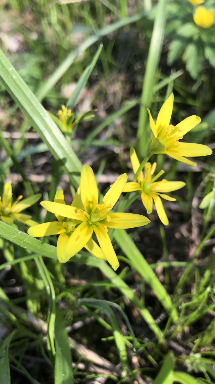 Flora, Flowering Plant, Pyrenees Star of Bethlehem, Yellow, Plant. Wallpaper in 750x1334 Resolution