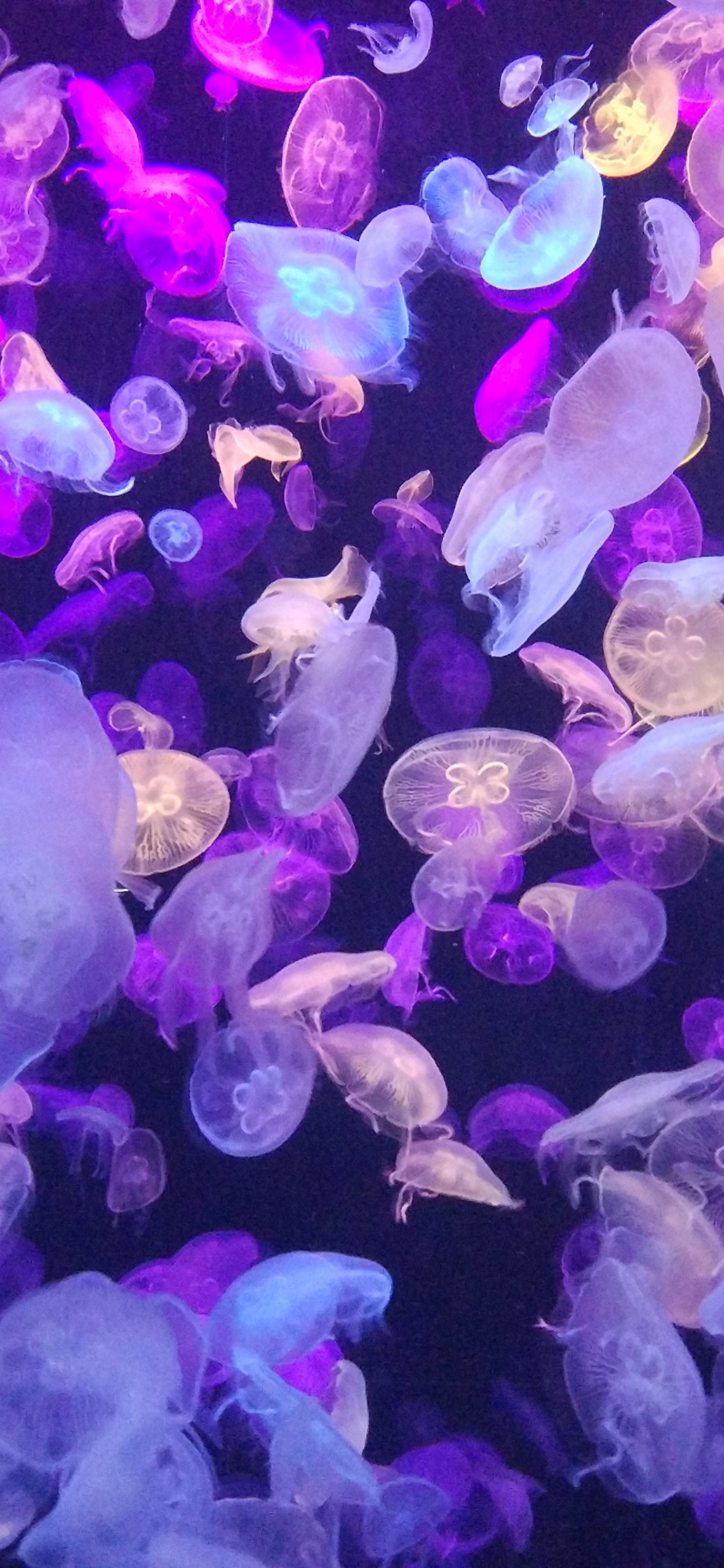 Purple and White Jelly Fish. Wallpaper in 1125x2436 Resolution