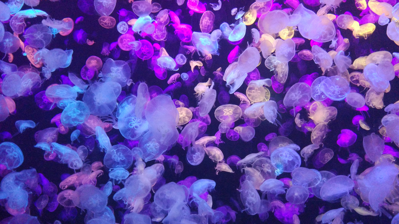 Purple and White Jelly Fish. Wallpaper in 1366x768 Resolution