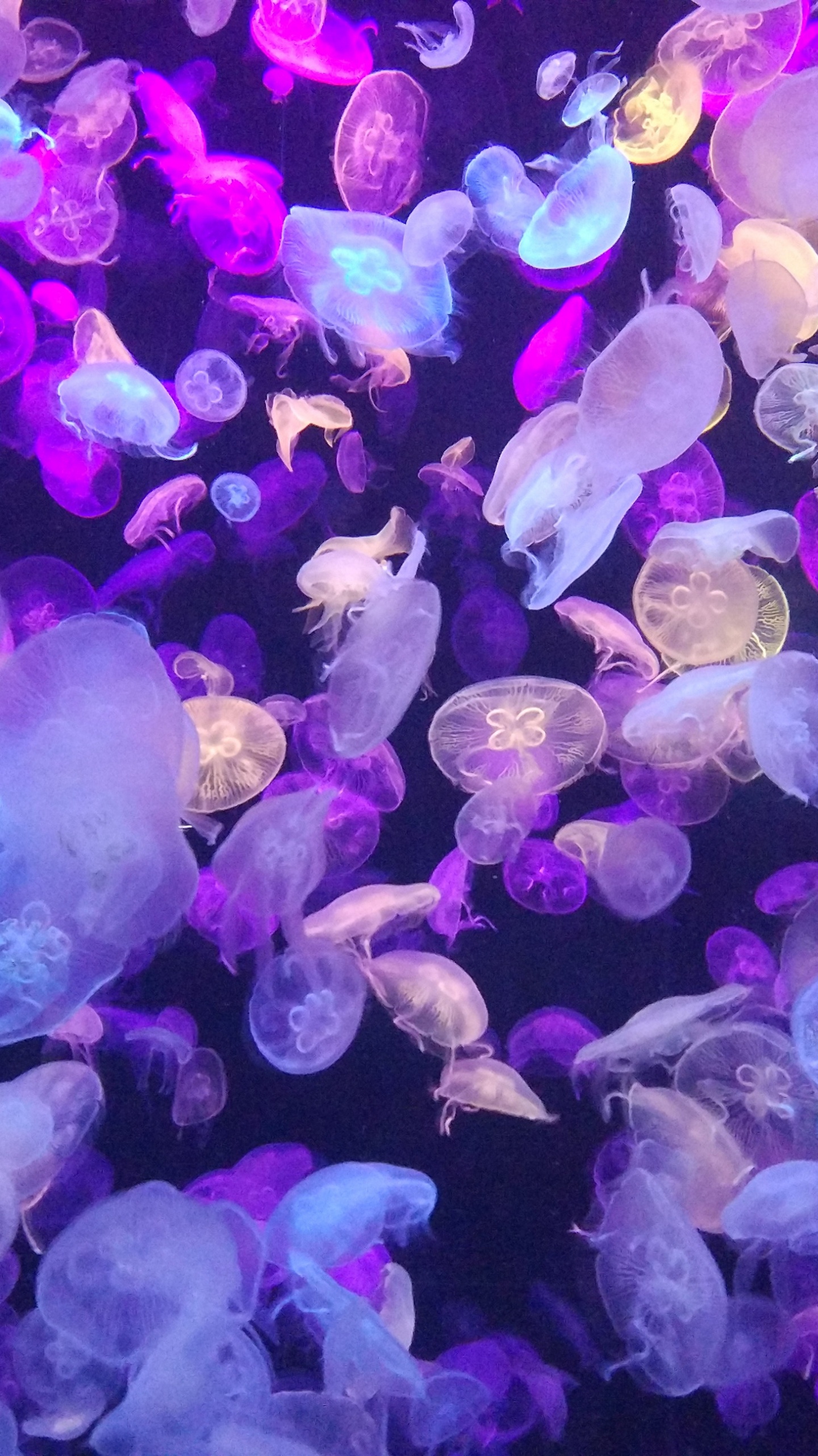 Purple and White Jelly Fish. Wallpaper in 1440x2560 Resolution