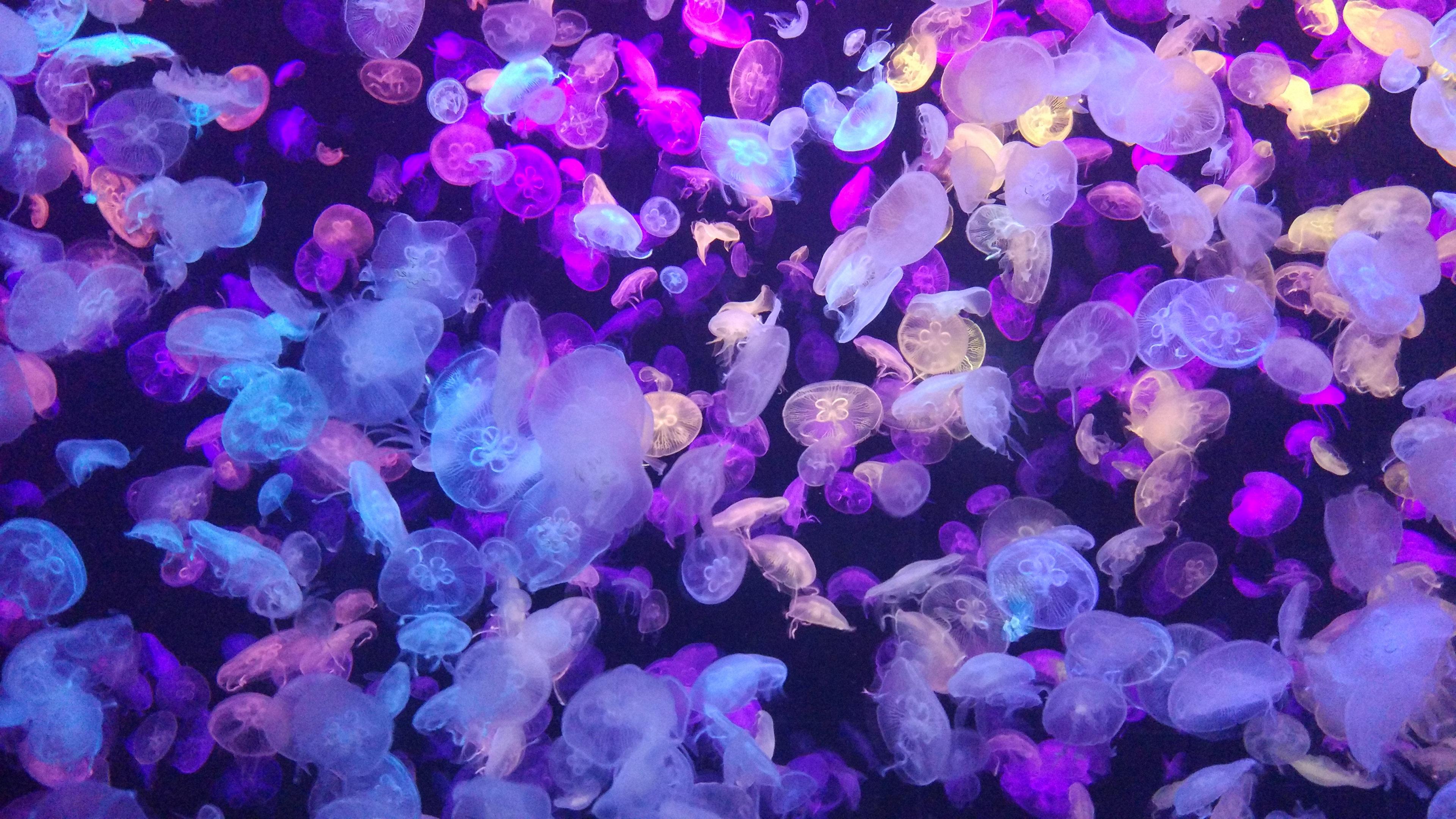 Purple and White Jelly Fish. Wallpaper in 3840x2160 Resolution