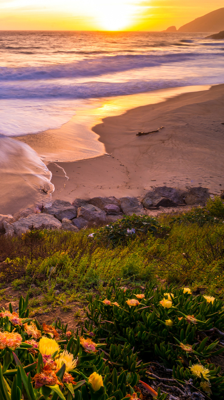 Flower, Plant, Cloud, Water, Ecoregion. Wallpaper in 750x1334 Resolution