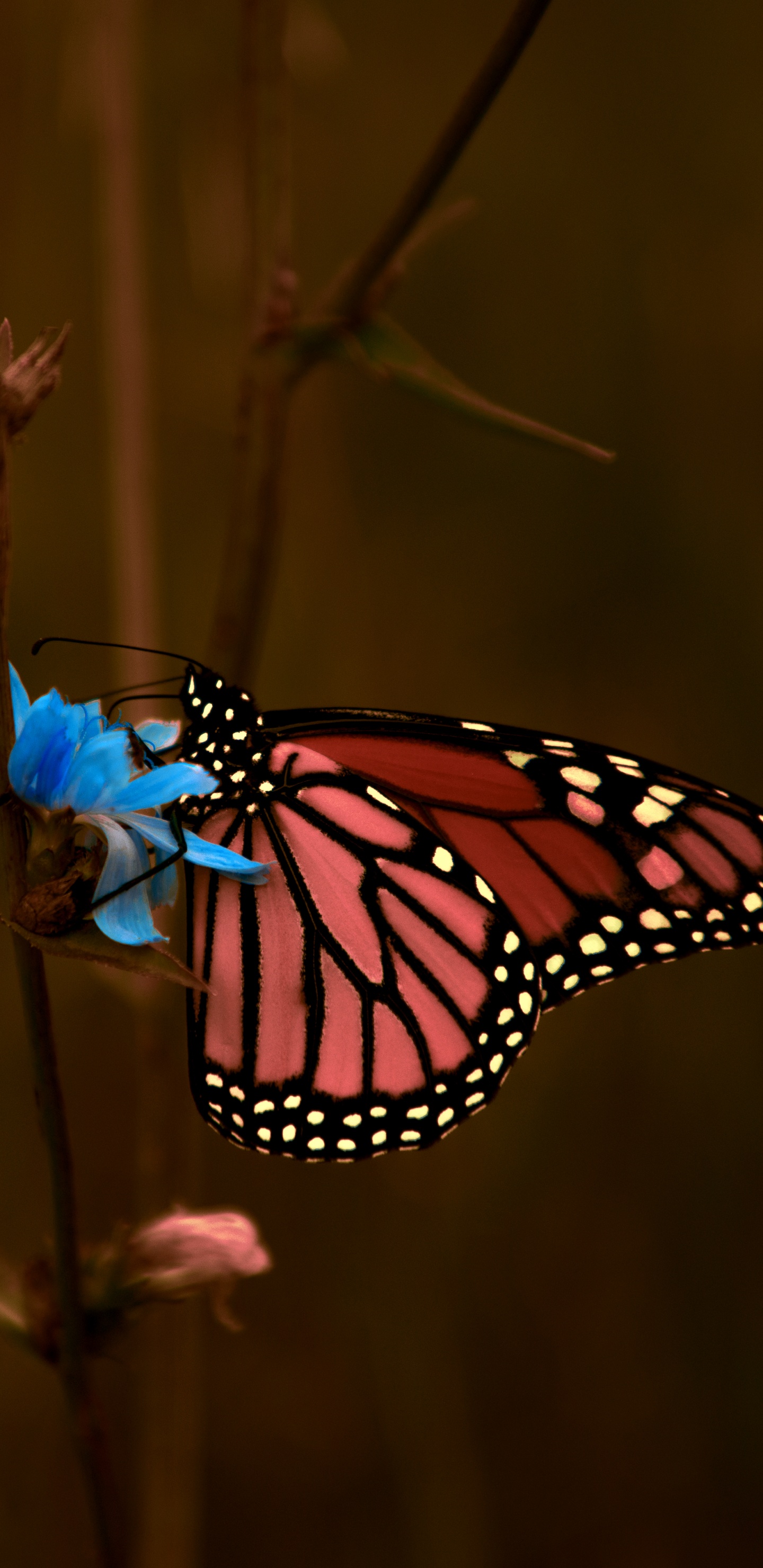 Mariposa Monarca Posado Sobre el Tallo de la Planta Marrón en Fotografía Cercana Durante el Día. Wallpaper in 1440x2960 Resolution