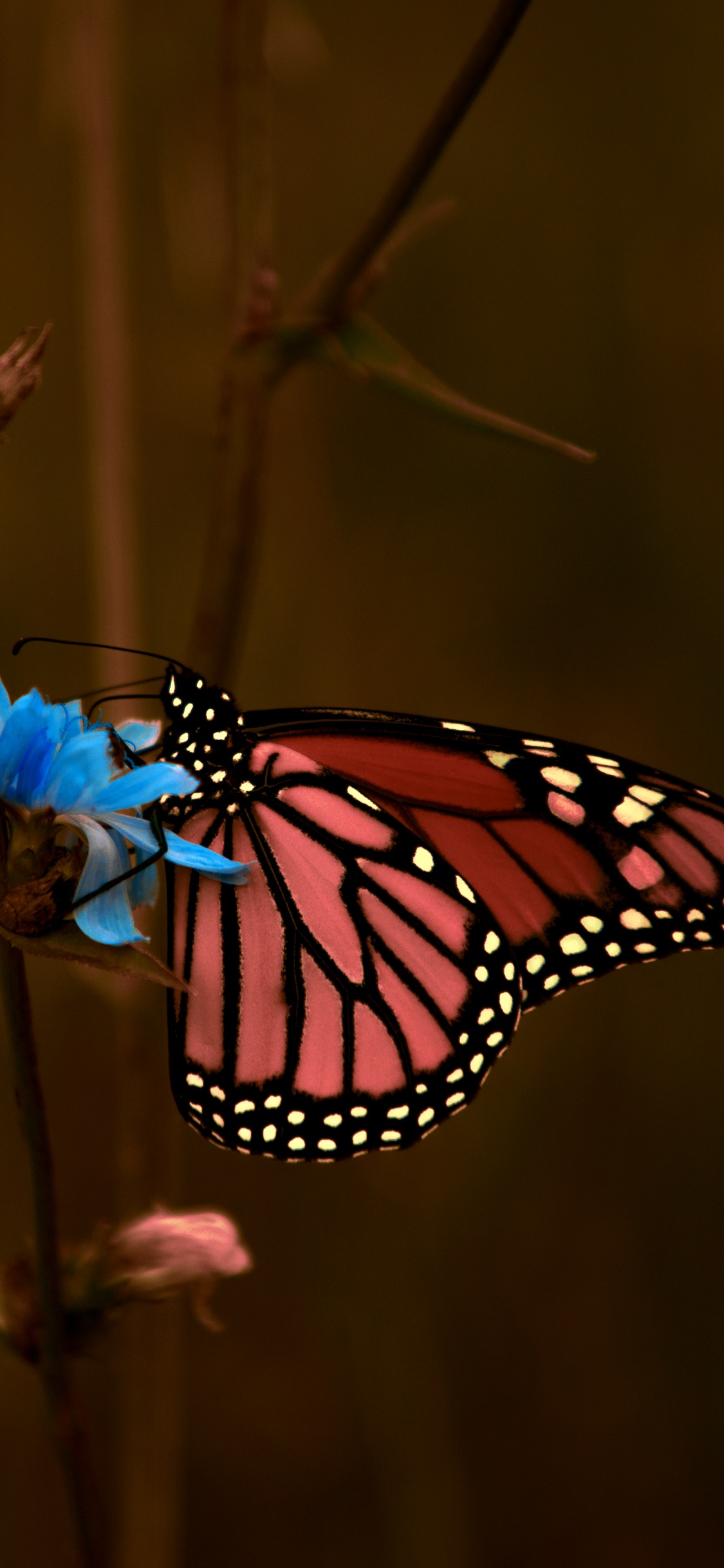 Monarch Butterfly Perched on Brown Plant Stem in Close up Photography During Daytime. Wallpaper in 1125x2436 Resolution