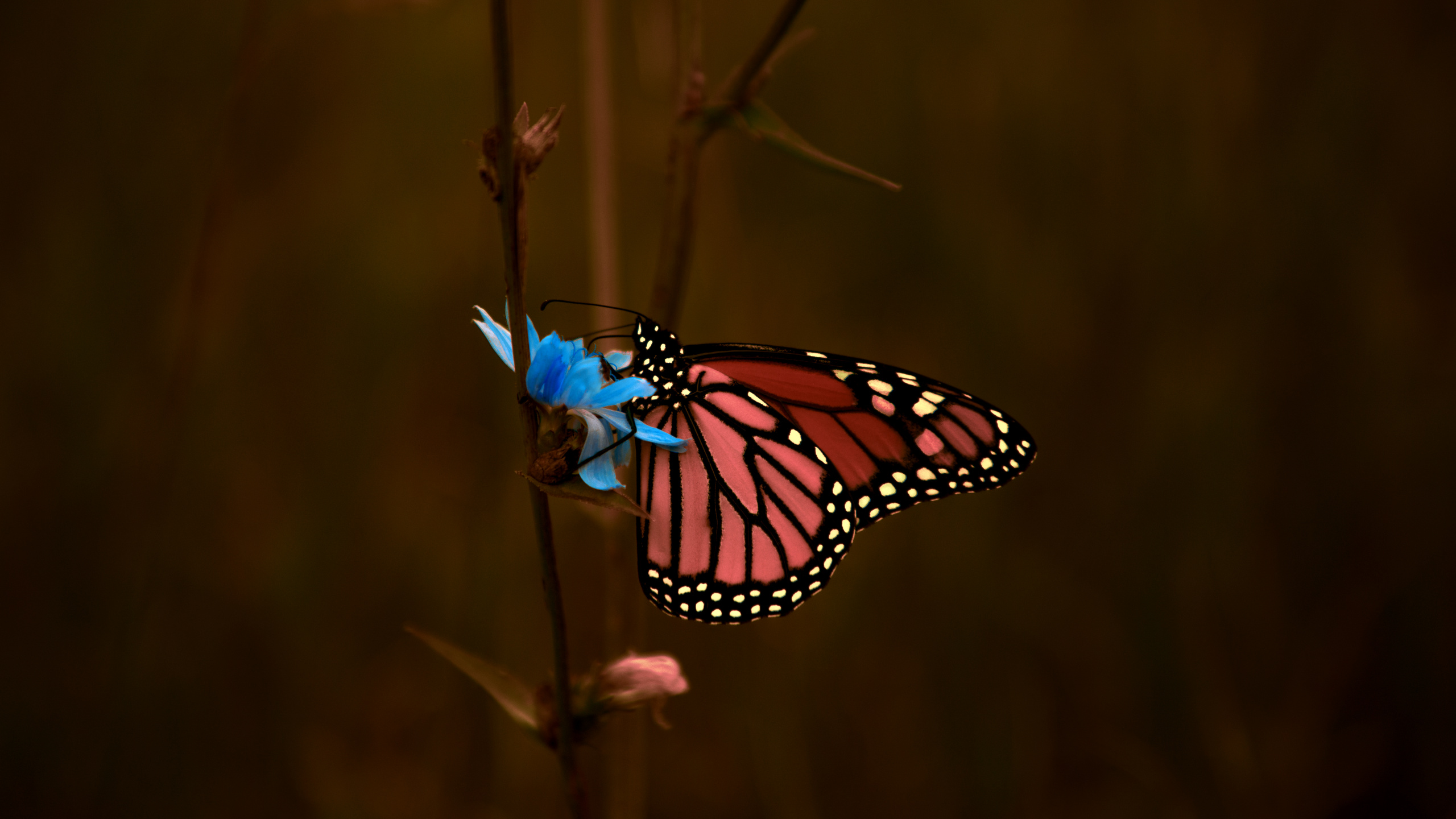 Monarch Butterfly Perched on Brown Plant Stem in Close up Photography During Daytime. Wallpaper in 2560x1440 Resolution