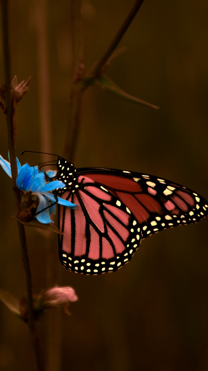 Monarch Butterfly Perched on Brown Plant Stem in Close up Photography During Daytime. Wallpaper in 720x1280 Resolution