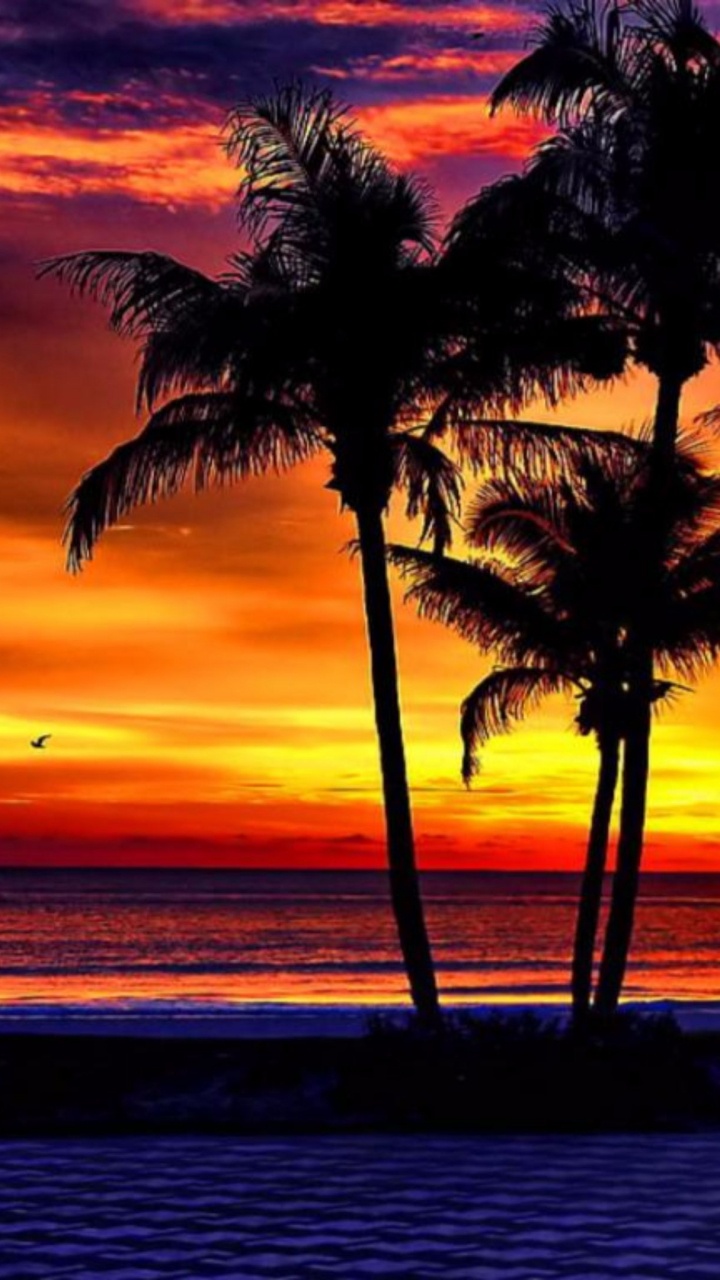 Palm Trees Near Body of Water During Sunset. Wallpaper in 720x1280 Resolution