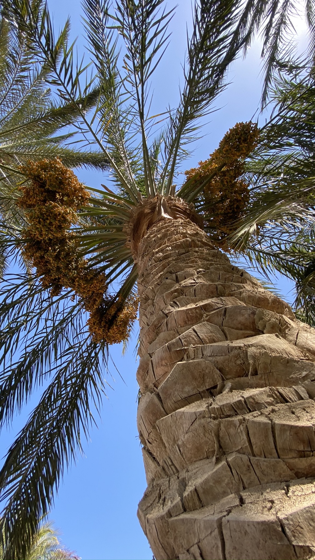 Date Palm, Palm Trees, Science, Biology, Woody Plant. Wallpaper in 1080x1920 Resolution