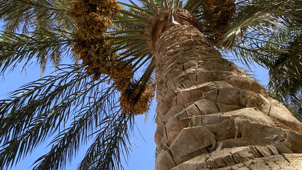 Date Palm, Palm Trees, Science, Biology, Woody Plant. Wallpaper in 1280x720 Resolution