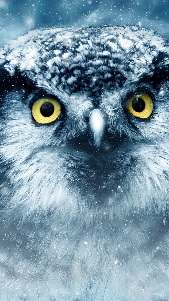 Weiße Und Schwarze Eule Mit Blauen Augen. Wallpaper in 720x1280 Resolution