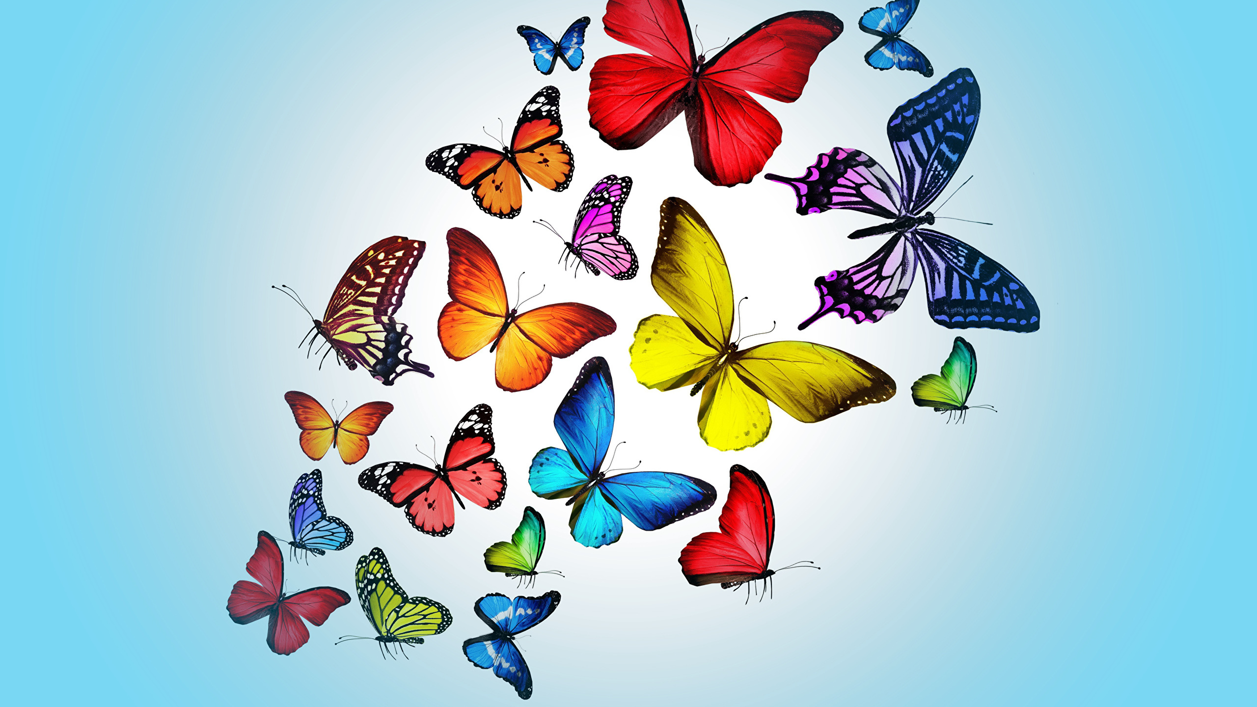 Mariposas Rojas y Azules en la Pared Blanca. Wallpaper in 2560x1440 Resolution