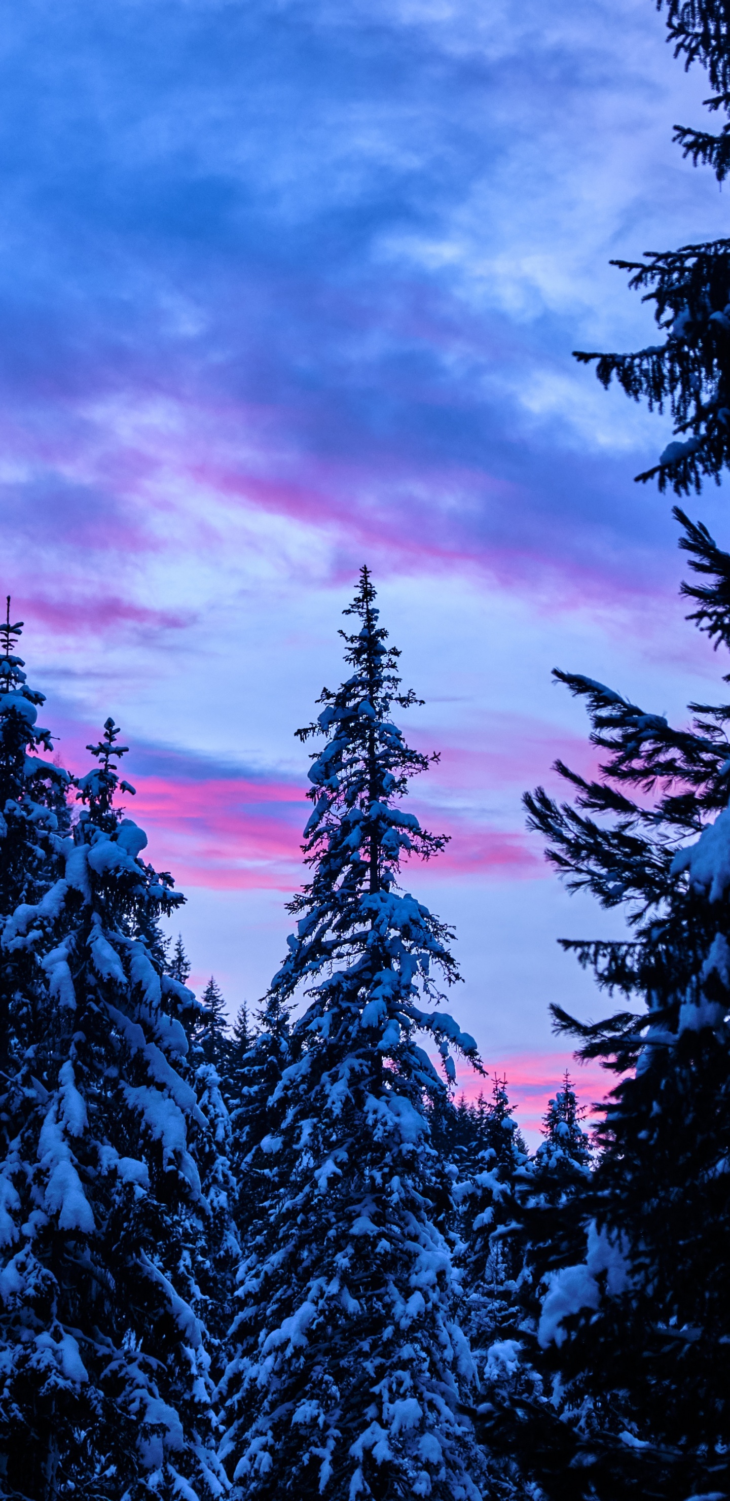 日落, 性质, 自然环境, 荒野, POTD 壁纸 1440x2960 允许