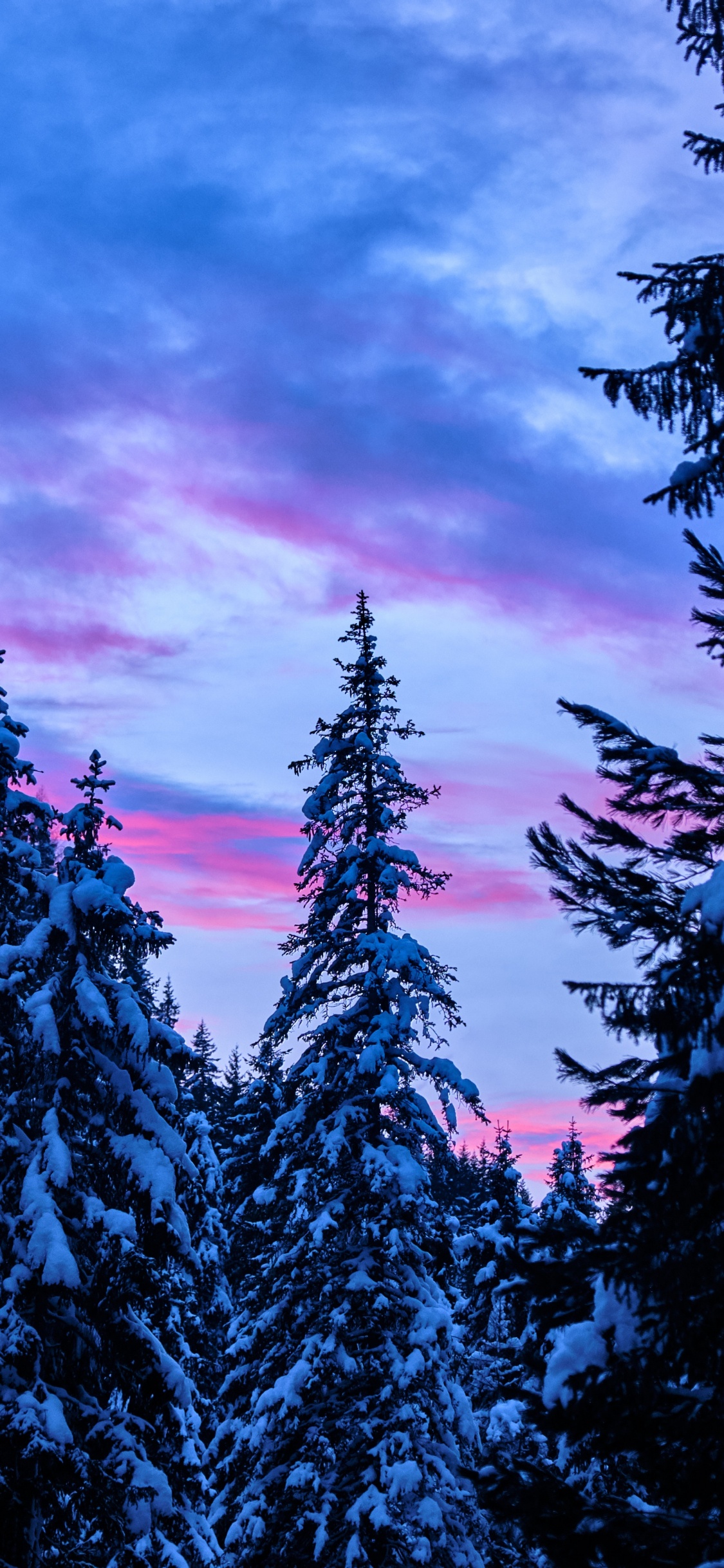 Sunset, Tree, Nature, Blue, Natural Environment. Wallpaper in 1125x2436 Resolution