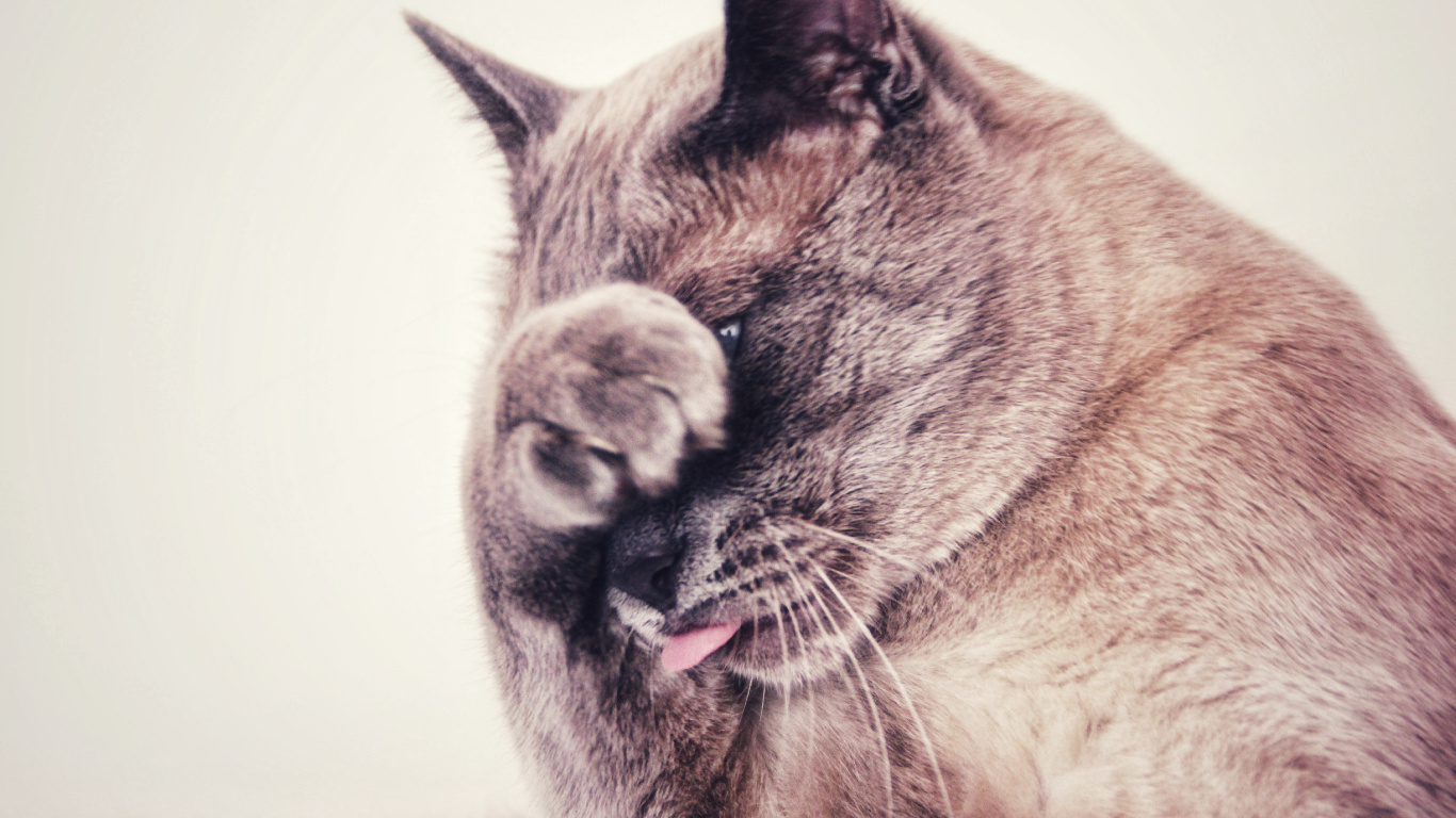 Gato Marrón y Blanco Con Ojos Blancos. Wallpaper in 1366x768 Resolution