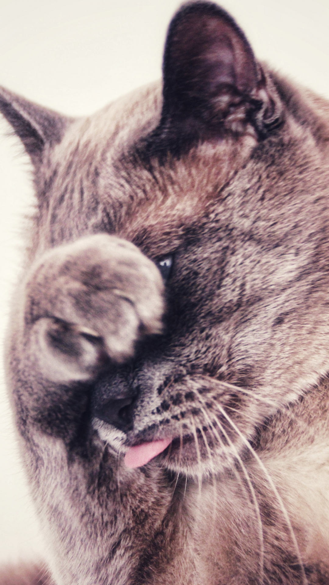 Braun-weiße Katze Mit Weißen Augen. Wallpaper in 1080x1920 Resolution