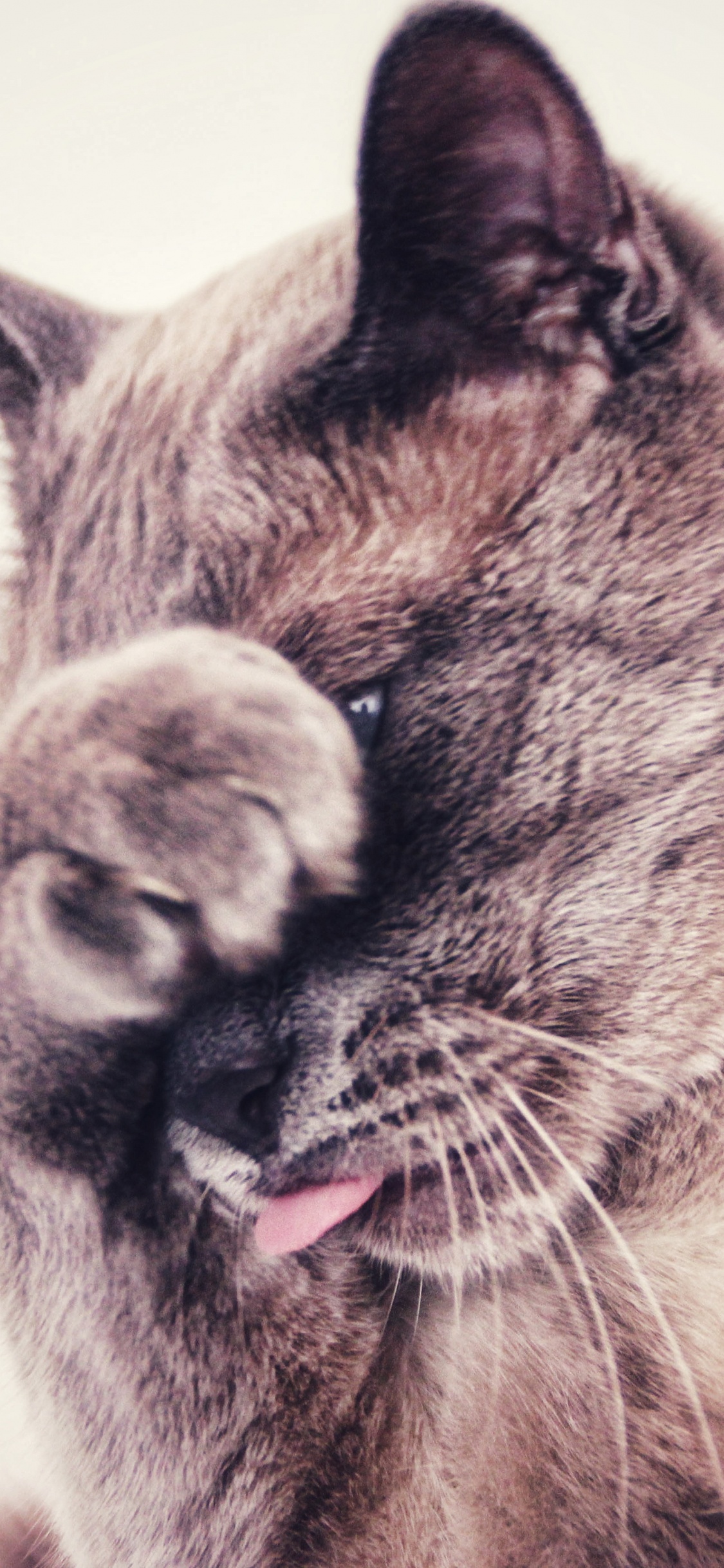 Brown and White Cat With White Eyes. Wallpaper in 1125x2436 Resolution