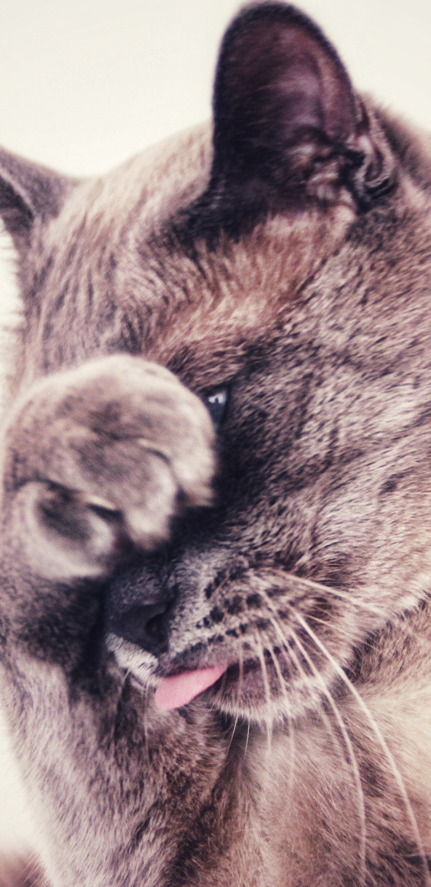 Download 1440x2960 Wallpaper Brown and White Cat With White Eyes Brown and White Cat With White Eyes. Wallpaper in 1440x2960 Resolution