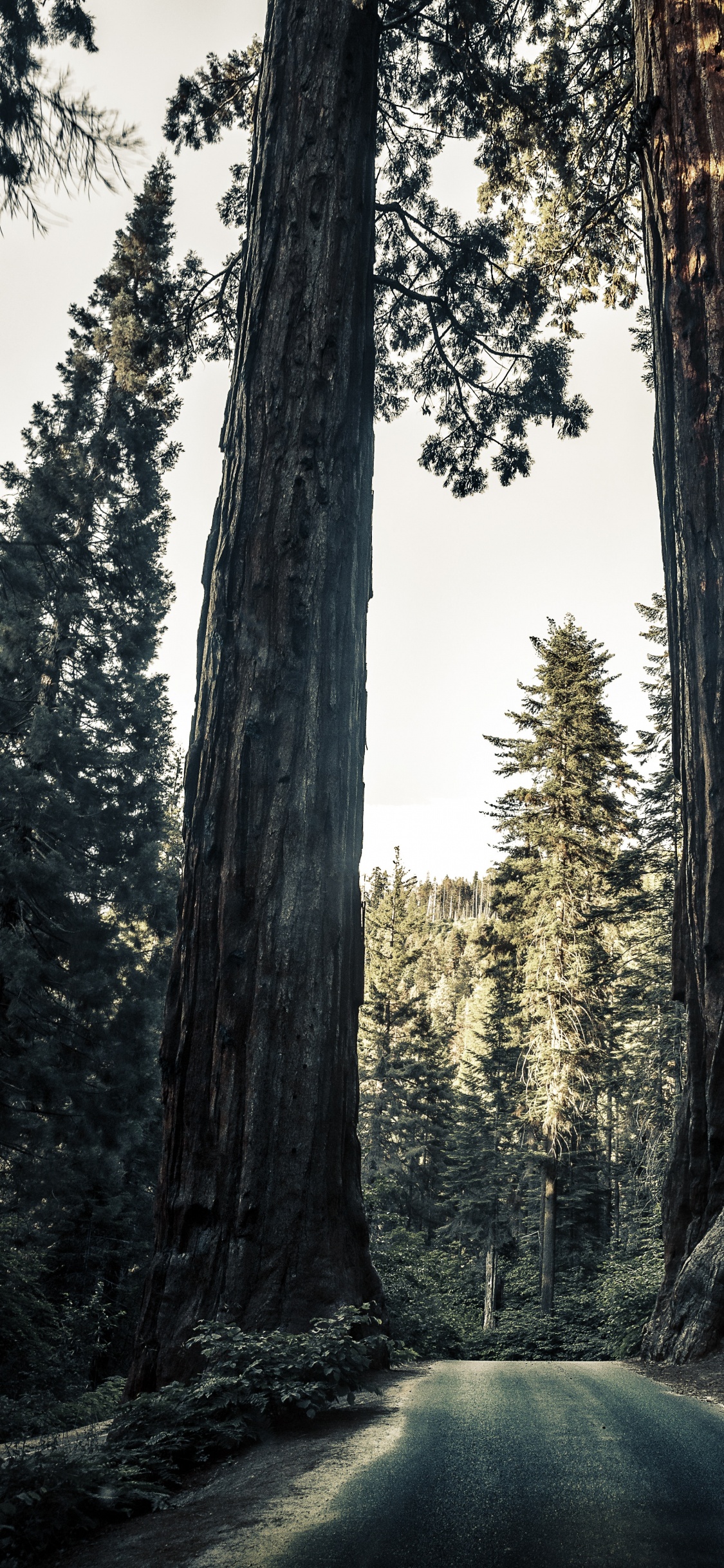 Natural Environment, Nature, Natural Landscape, Forest, Giant Sequoia. Wallpaper in 1125x2436 Resolution