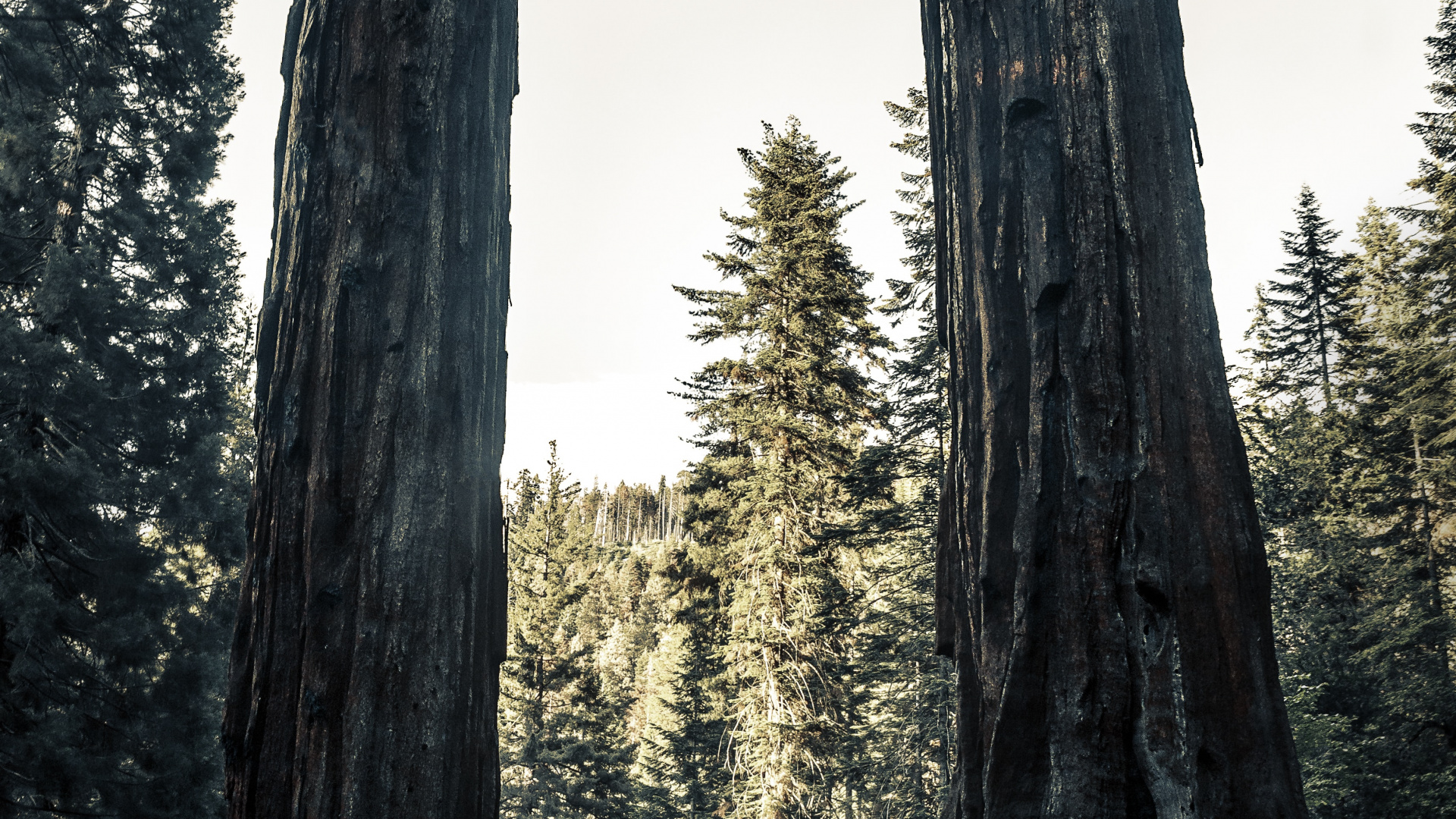Natural Environment, Nature, Natural Landscape, Forest, Giant Sequoia. Wallpaper in 1920x1080 Resolution