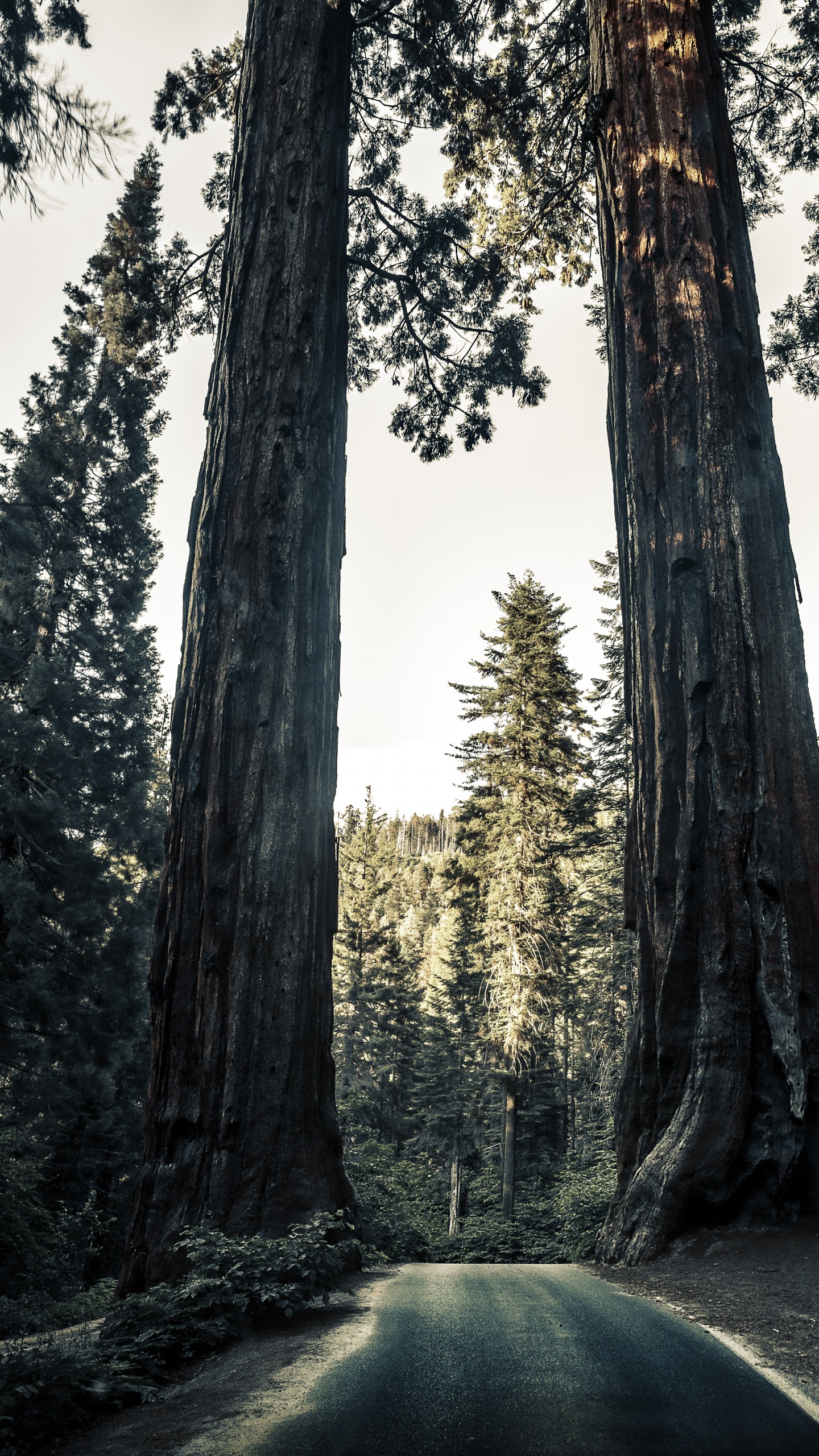 Natürlichen Umgebung, Natur, Naturlandschaft, Wald, Giant Sequoia. Wallpaper in 1440x2560 Resolution