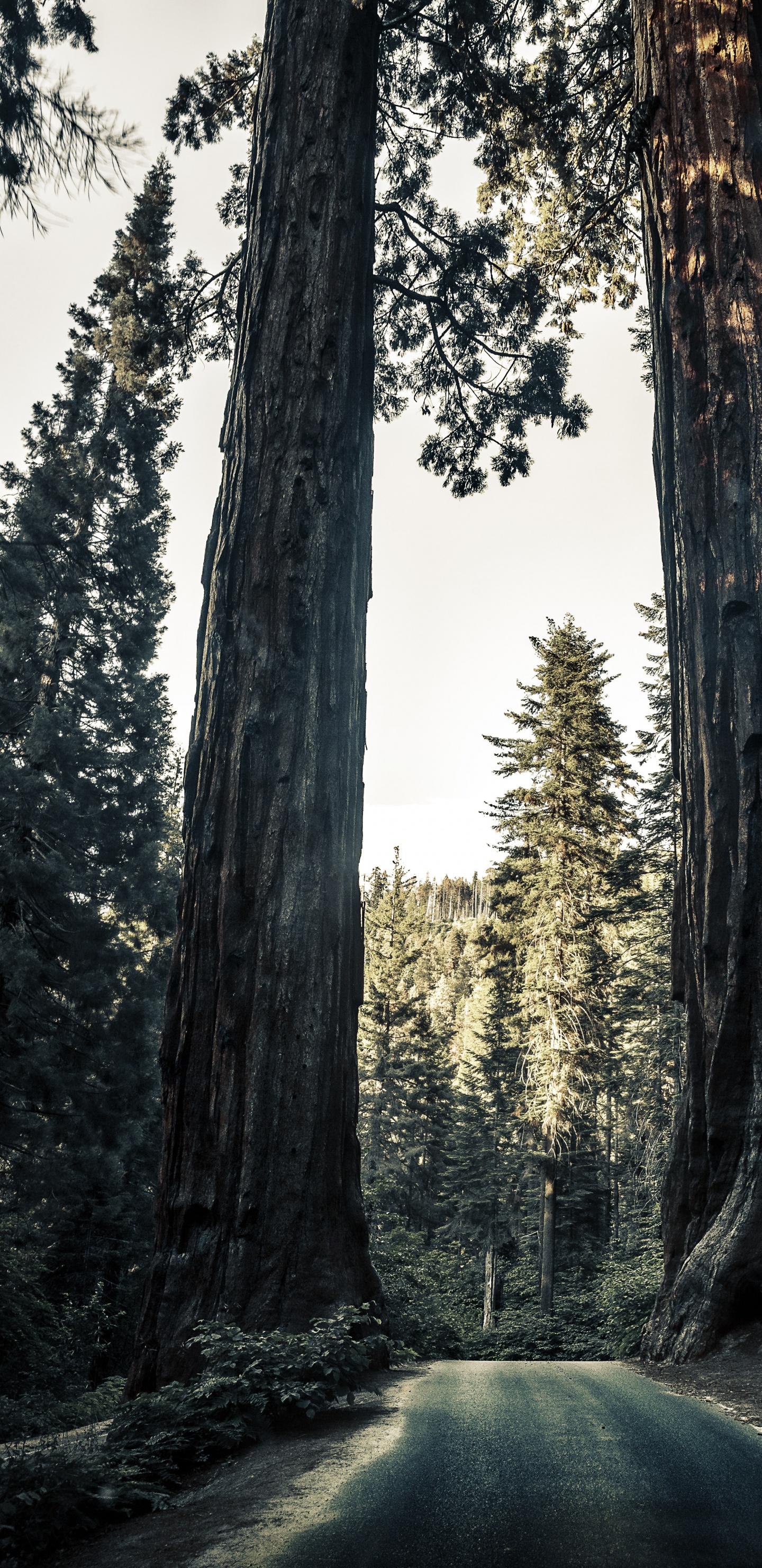 Natürlichen Umgebung, Natur, Naturlandschaft, Wald, Giant Sequoia. Wallpaper in 1440x2960 Resolution