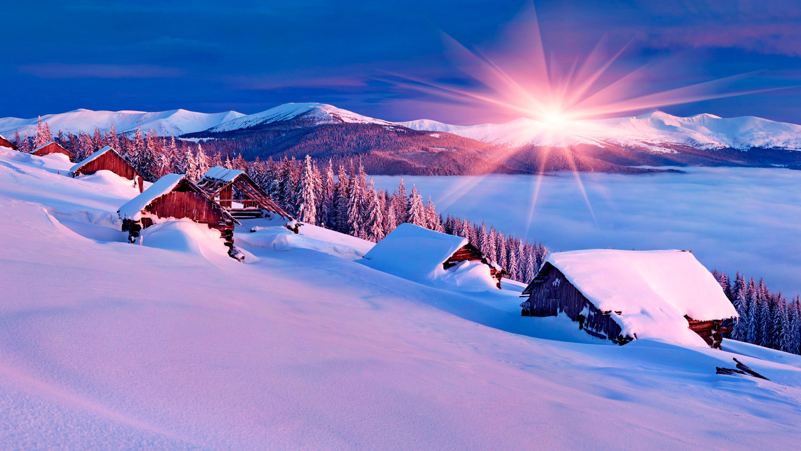 Schneebedecktes Feld Und Bäume Unter Blauem Himmel Tagsüber. Wallpaper in 2560x1440 Resolution