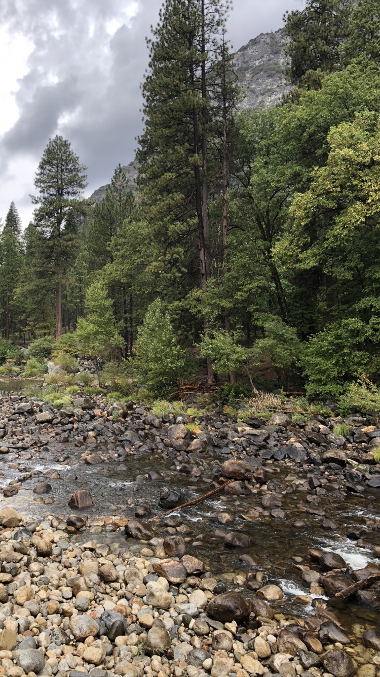 Wilderness, Real Estate, Land Lot, Colnia Murici, Condominium. Wallpaper in 750x1334 Resolution